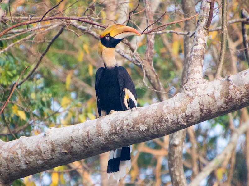 Chim hồng hoàng chung thủy sống một vợ một chồng sắp nguy cấp trong Sách đỏ - Ảnh 1.