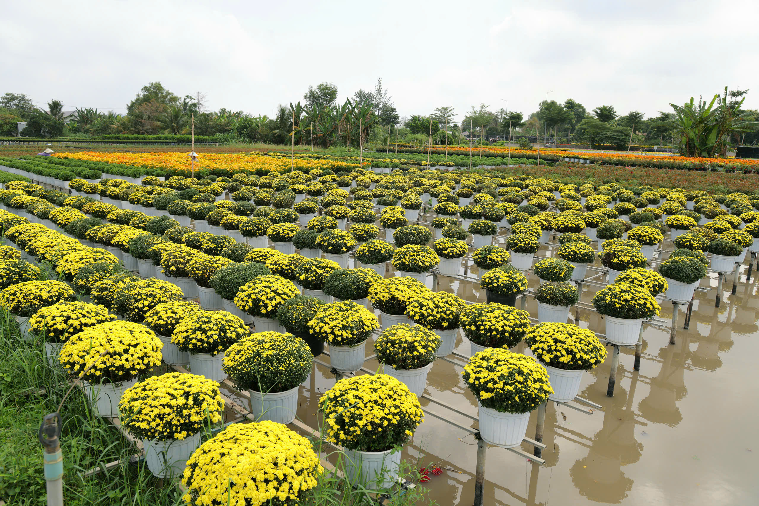 'Tr&aacute;i tim l&agrave;ng hoa' g&acirc;y sốt ở Sa Đ&eacute;c- Ảnh 4.