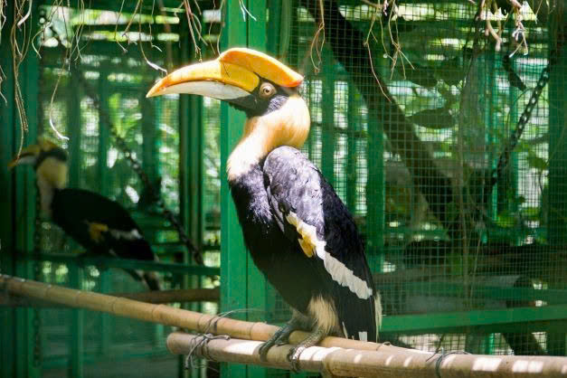 Chim hồng hoàng chung thủy sống một vợ một chồng sắp nguy cấp trong Sách đỏ - Ảnh 2.