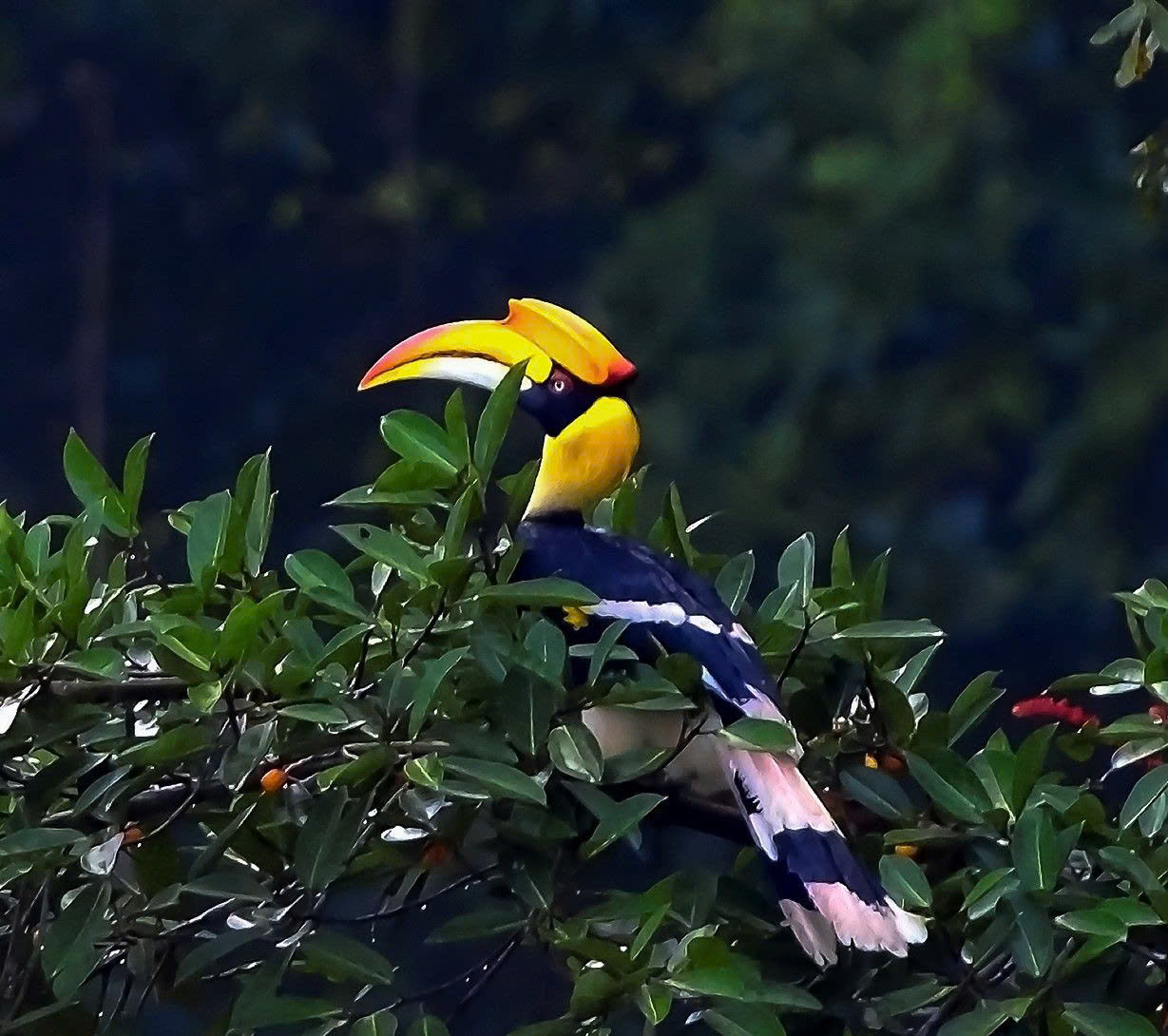 Chim hồng hoàng chung thủy sống một vợ một chồng sắp nguy cấp trong Sách đỏ - Ảnh 5.