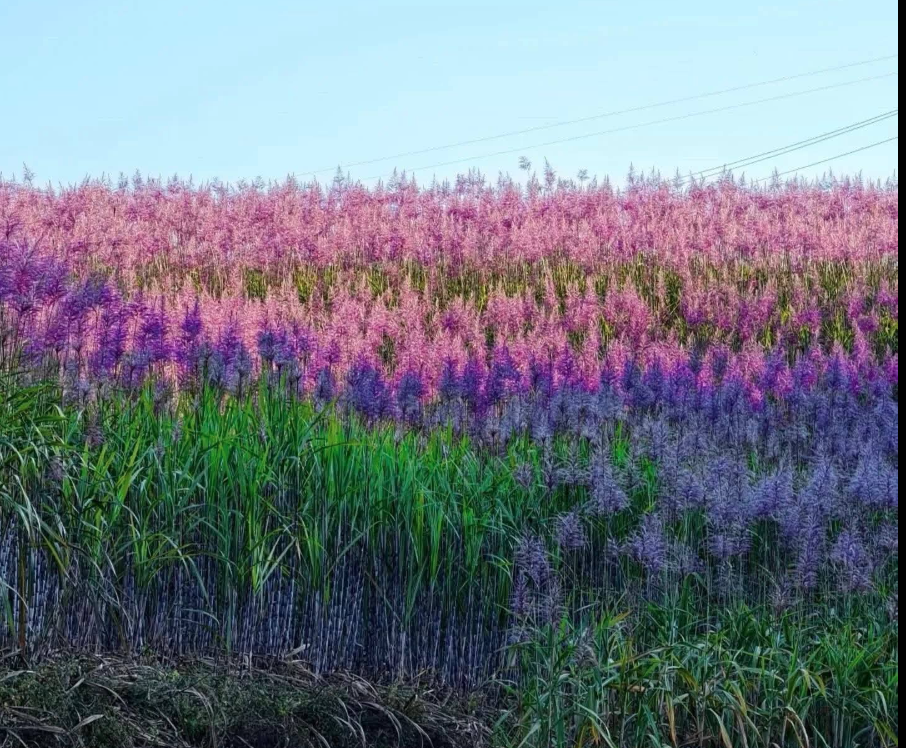 C&aacute;nh đồng m&iacute;a trổ hoa t&iacute;m g&acirc;y &lsquo;sốt&rsquo; mạng x&atilde; hội: Chuy&ecirc;n gia n&oacute;i g&igrave;?- Ảnh 2.
