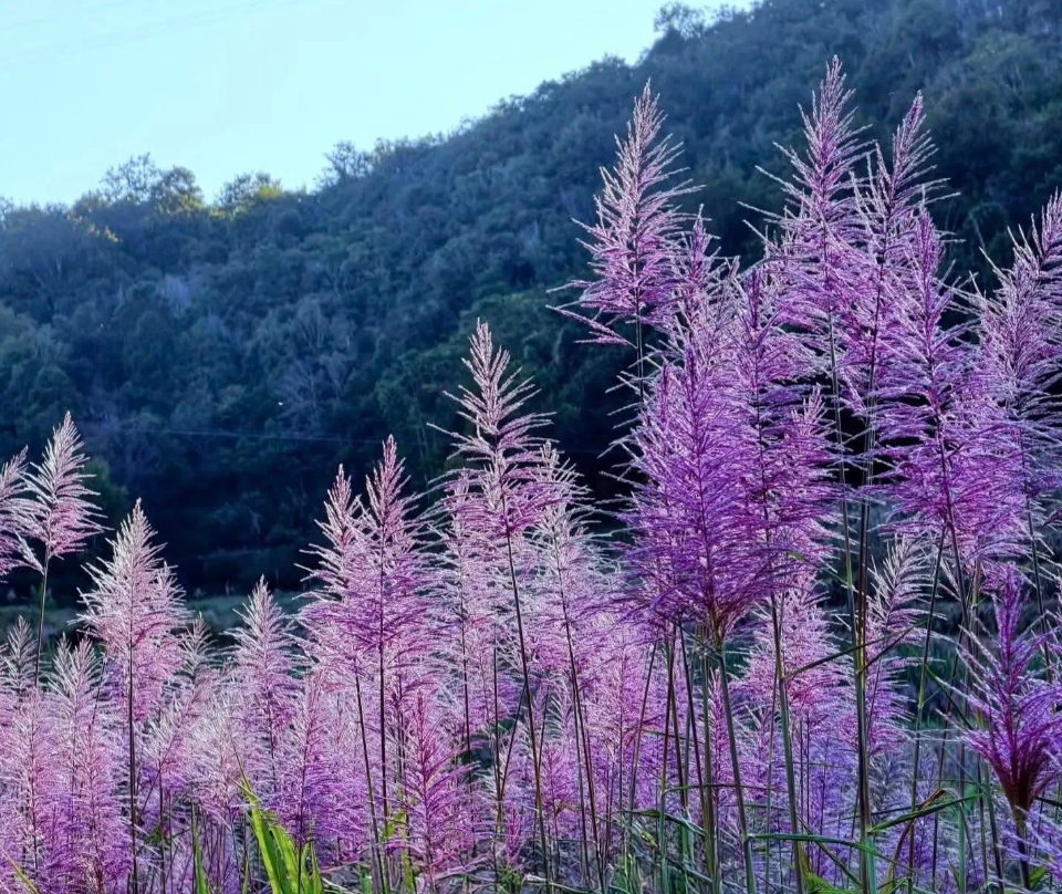 C&aacute;nh đồng m&iacute;a trổ hoa t&iacute;m g&acirc;y &lsquo;sốt&rsquo; mạng x&atilde; hội: Chuy&ecirc;n gia n&oacute;i g&igrave;?- Ảnh 3.