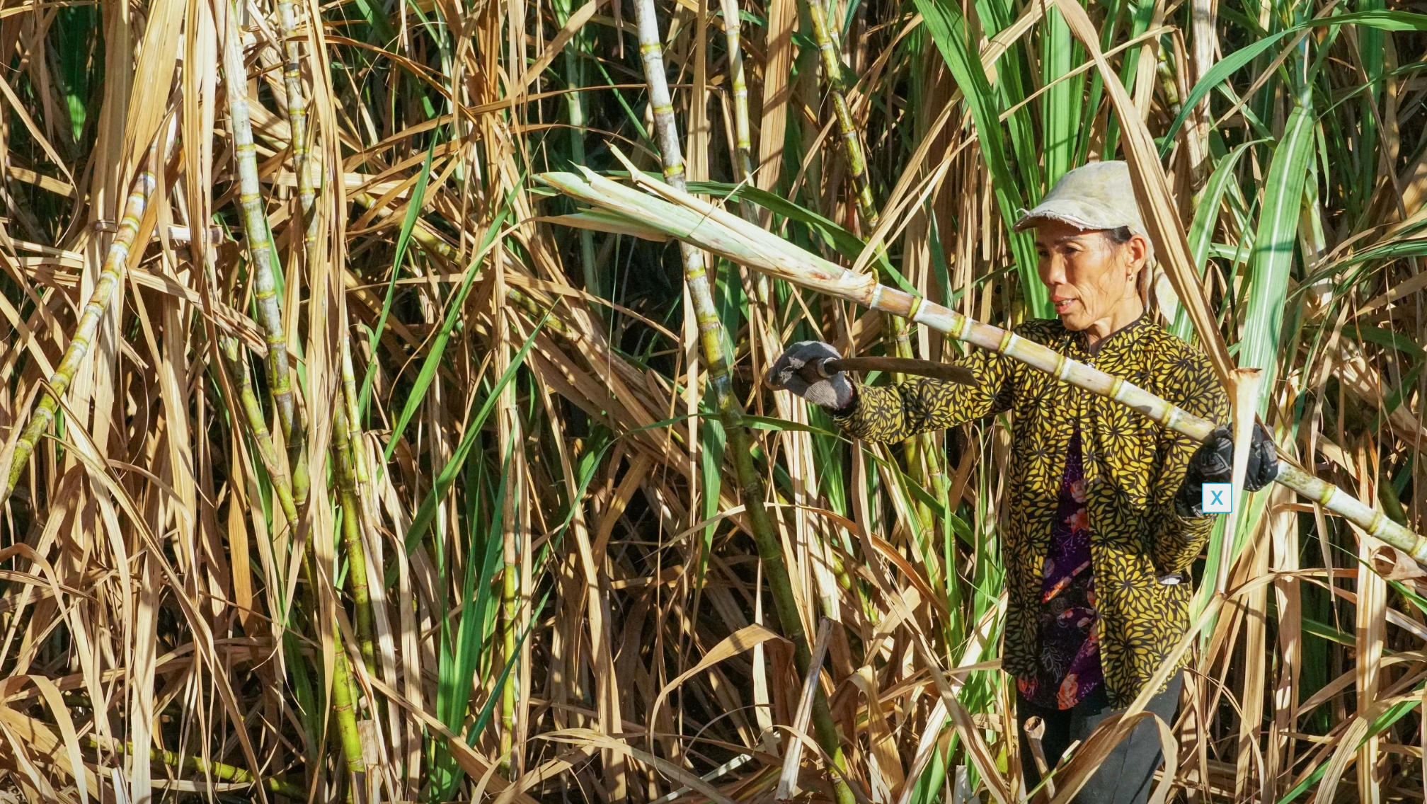 C&aacute;nh đồng m&iacute;a trổ hoa t&iacute;m g&acirc;y &lsquo;sốt&rsquo; mạng x&atilde; hội: Chuy&ecirc;n gia n&oacute;i g&igrave;?- Ảnh 1.