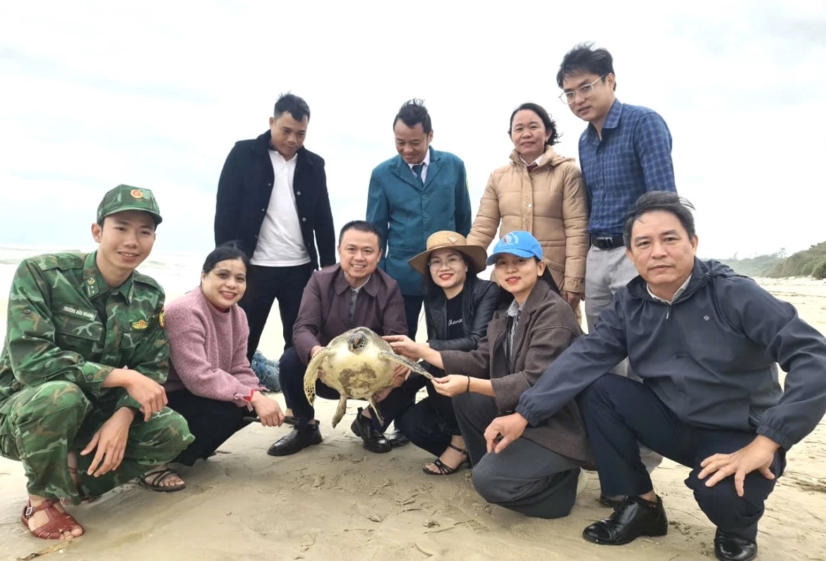 Quảng Trị thả r&ugrave;a q&uacute;y hiếm về biển: H&agrave;nh động bảo vệ l&ograve;ai nguy cấp - Ảnh 1.