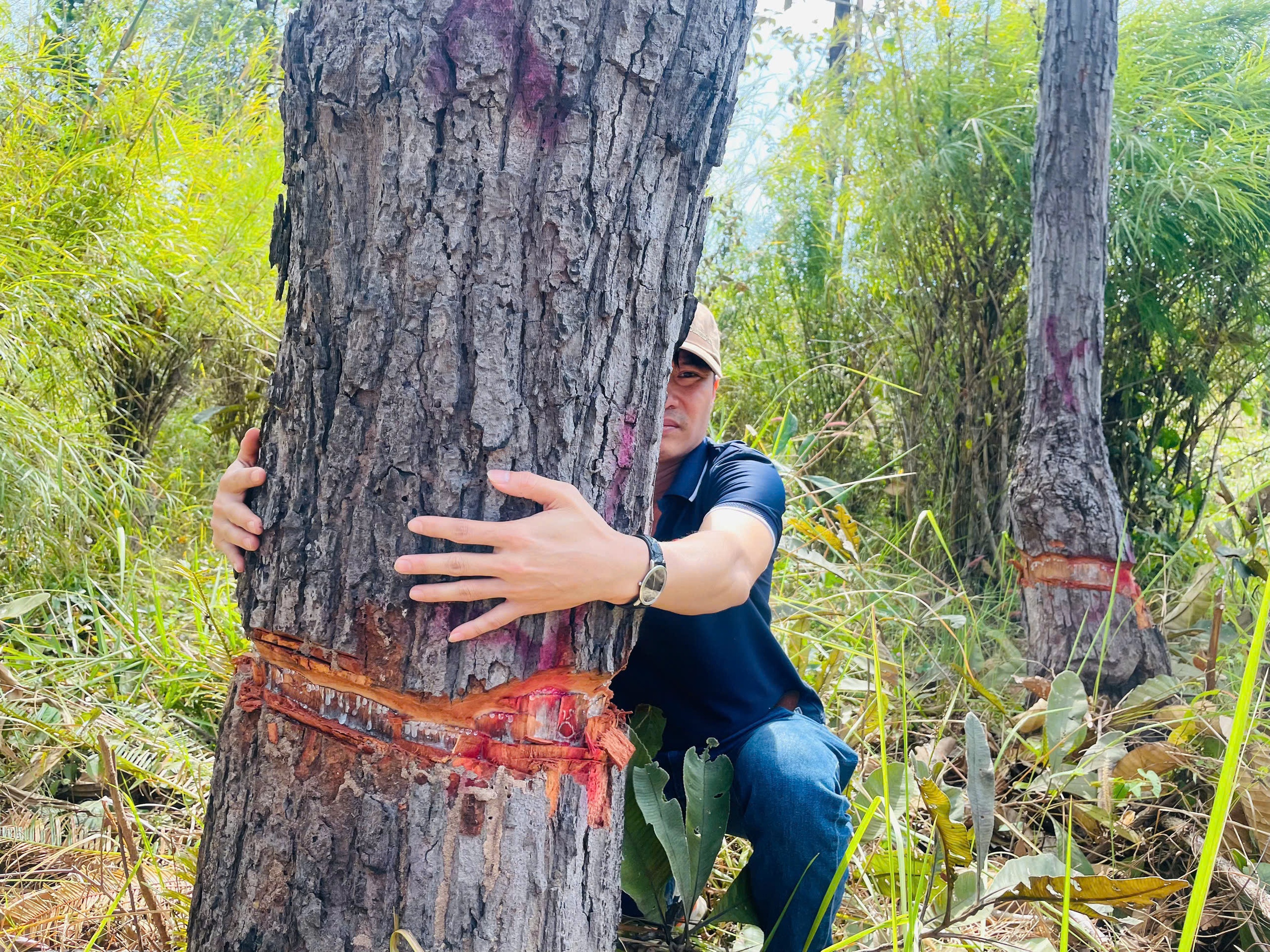Hàng trăm cây rừng vùng biên giới bị cạo gốc... đứng chờ chết- Ảnh 1.