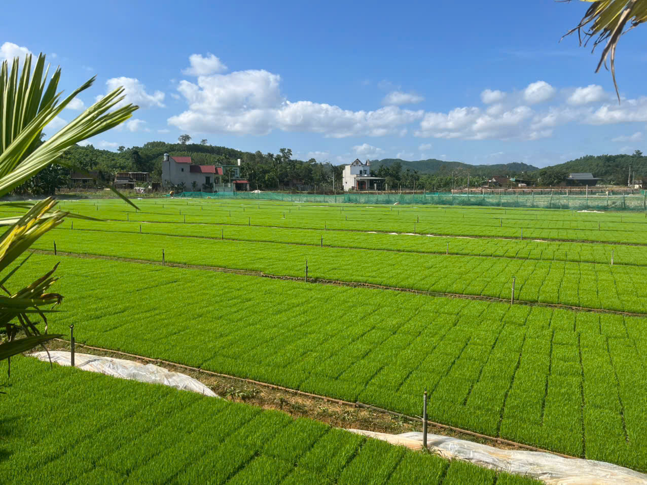 C&ugrave;ng sống xanh số 141: Đam m&ecirc; c&acirc;y l&uacute;a,  - Ảnh 3.