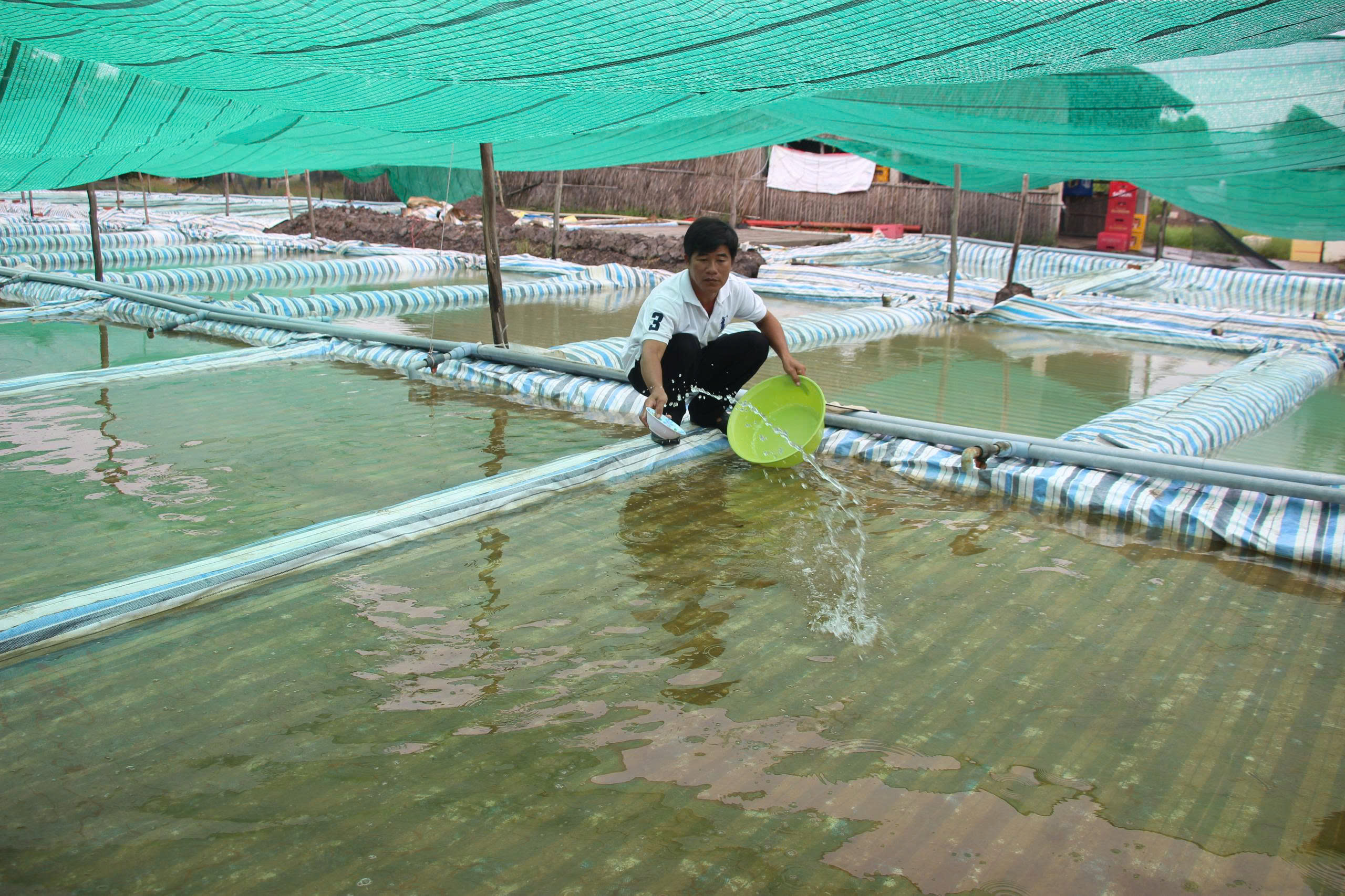 Nghề ương cua giống: Giữ mầm sống mong manh giữa những đ&ecirc;m kh&ocirc;ng ngủ- Ảnh 6.
