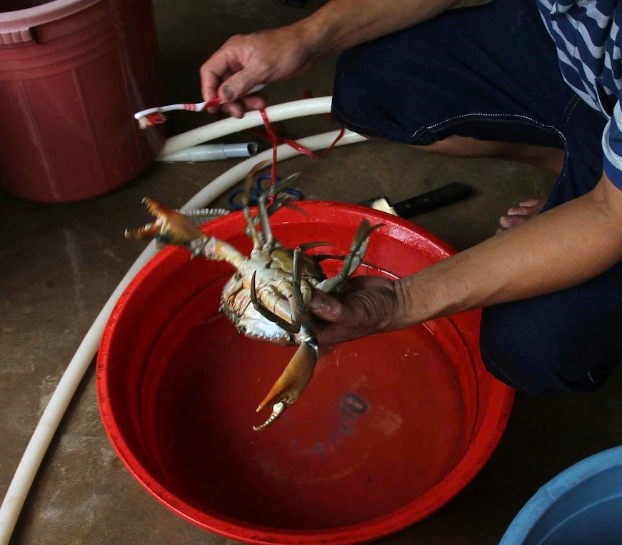 Nghề ương cua giống: Giữ mầm sống mong manh giữa những đ&ecirc;m kh&ocirc;ng ngủ- Ảnh 2.