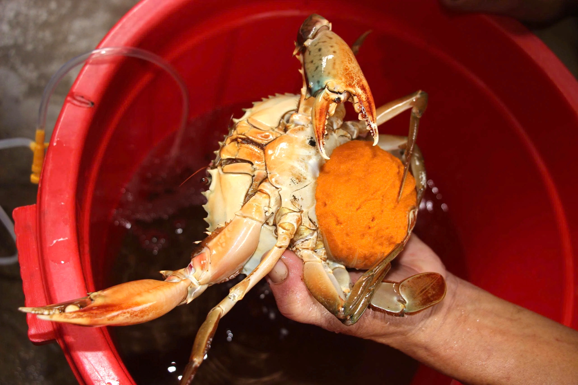 Nghề ương cua giống: Giữ mầm sống mong manh giữa những đ&ecirc;m kh&ocirc;ng ngủ- Ảnh 3.