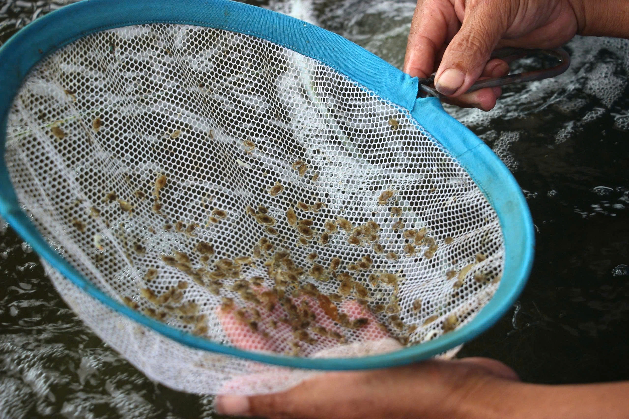 Nghề ương cua giống: Giữ mầm sống mong manh giữa những đ&ecirc;m kh&ocirc;ng ngủ- Ảnh 4.