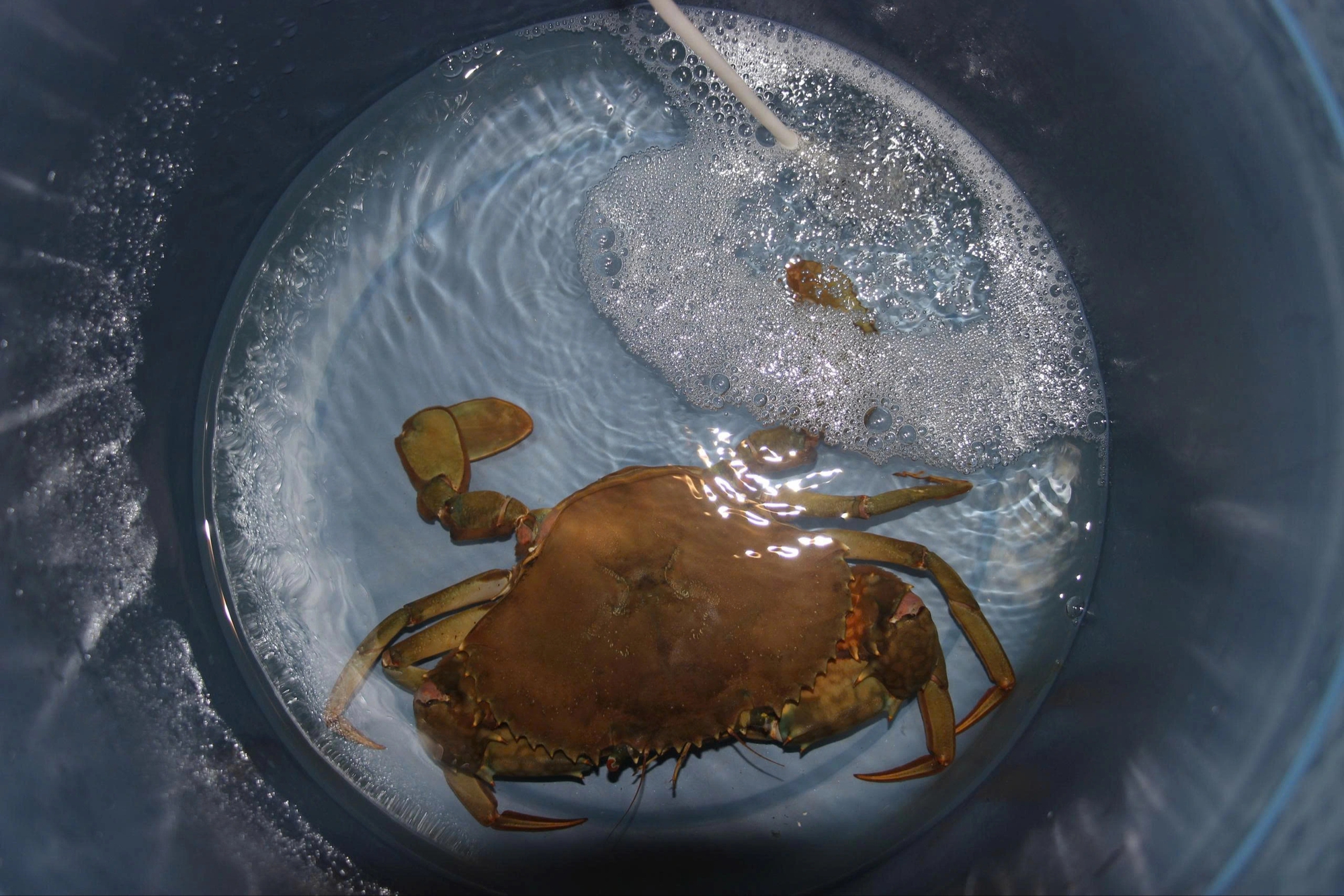 Nghề ương cua giống: Giữ mầm sống mong manh giữa những đ&ecirc;m kh&ocirc;ng ngủ- Ảnh 5.