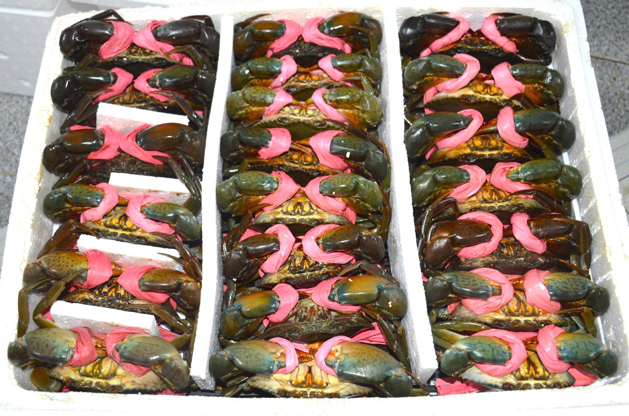 Nghề ương cua giống: Giữ mầm sống mong manh giữa những đ&ecirc;m kh&ocirc;ng ngủ- Ảnh 7.