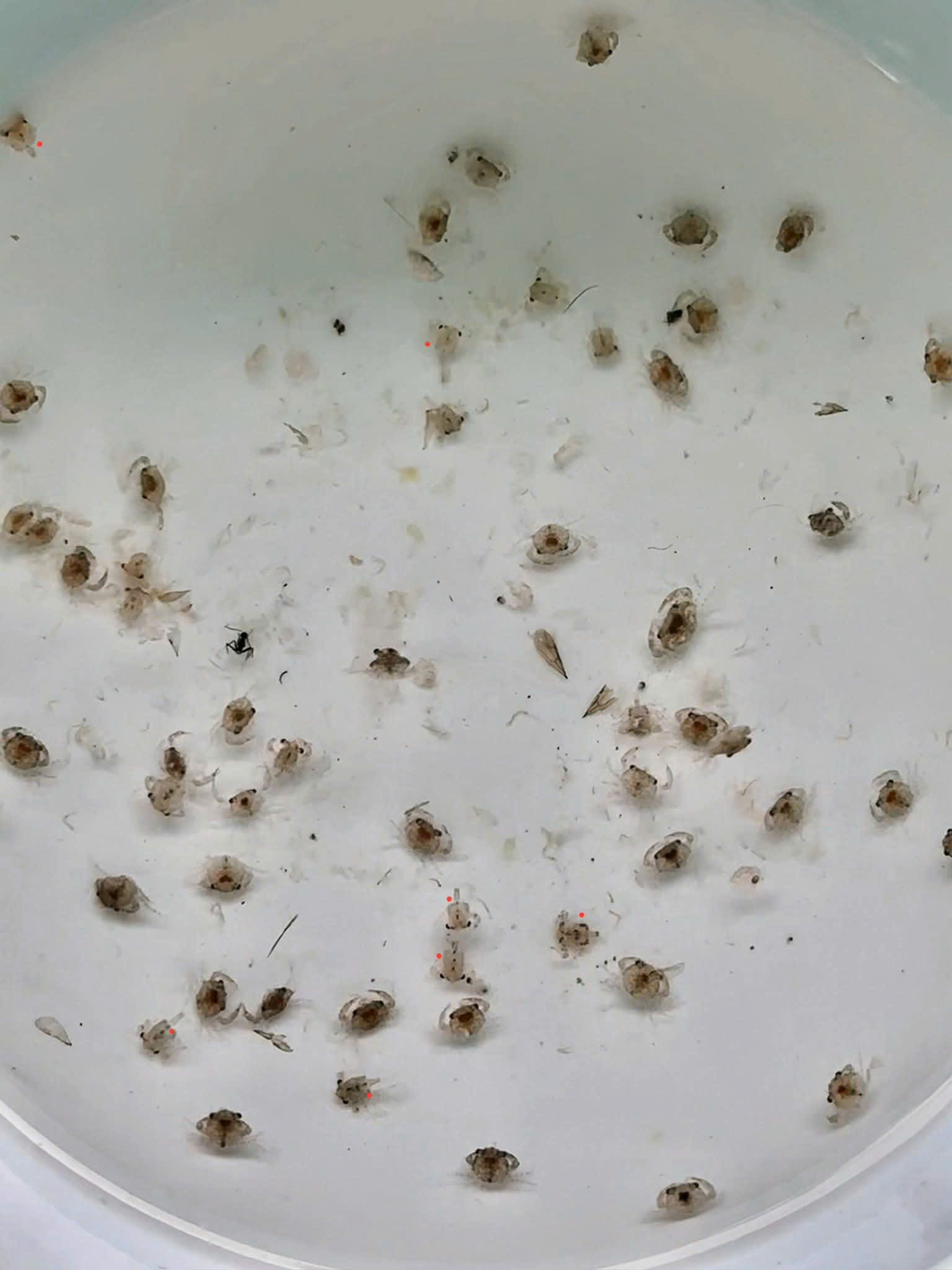 Nghề ương cua giống: Giữ mầm sống mong manh giữa những đ&ecirc;m kh&ocirc;ng ngủ- Ảnh 1.