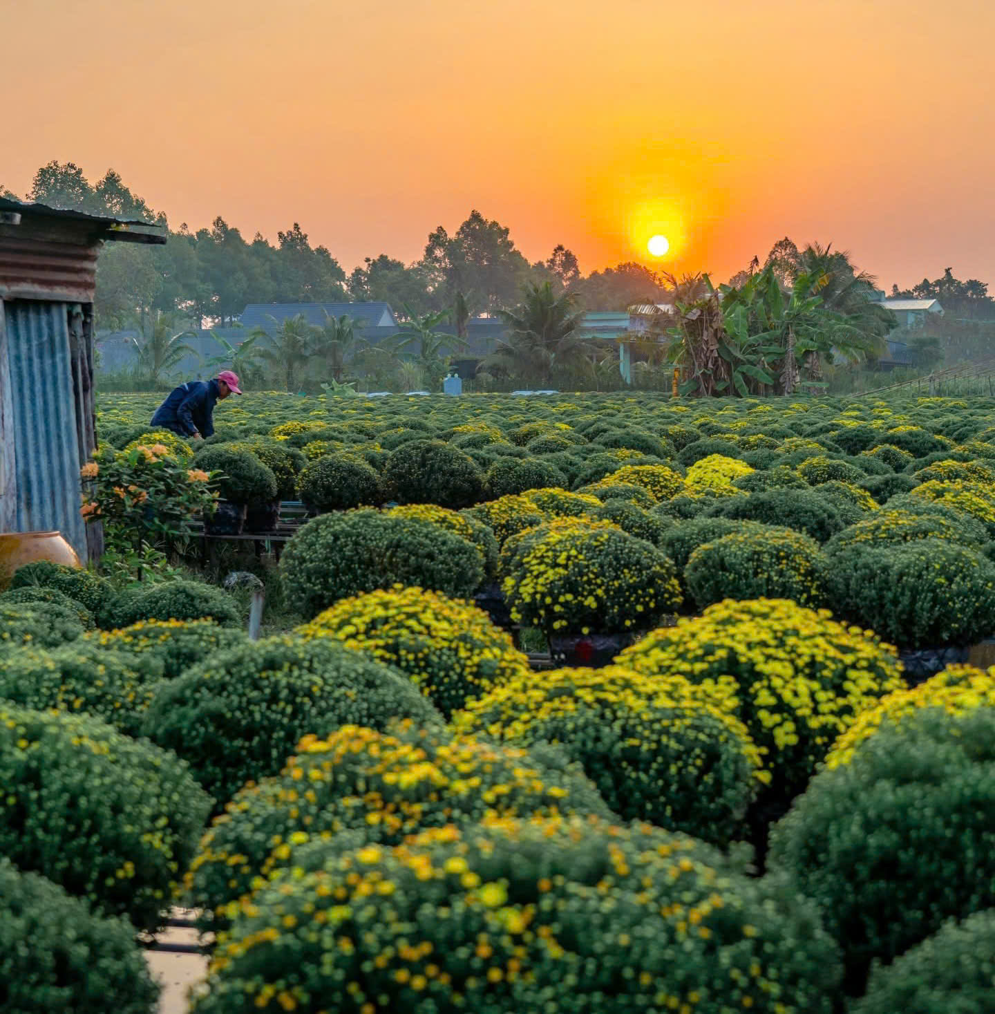 Nghề trồng hoa kiểng ở Sa Đéc là di sản văn hóa phi vật thể quốc gia- Ảnh 1. Nghề trồng hoa kiểng ở Sa Đéc là di sản văn hóa phi vật thể quốc gia- Ảnh 1.
