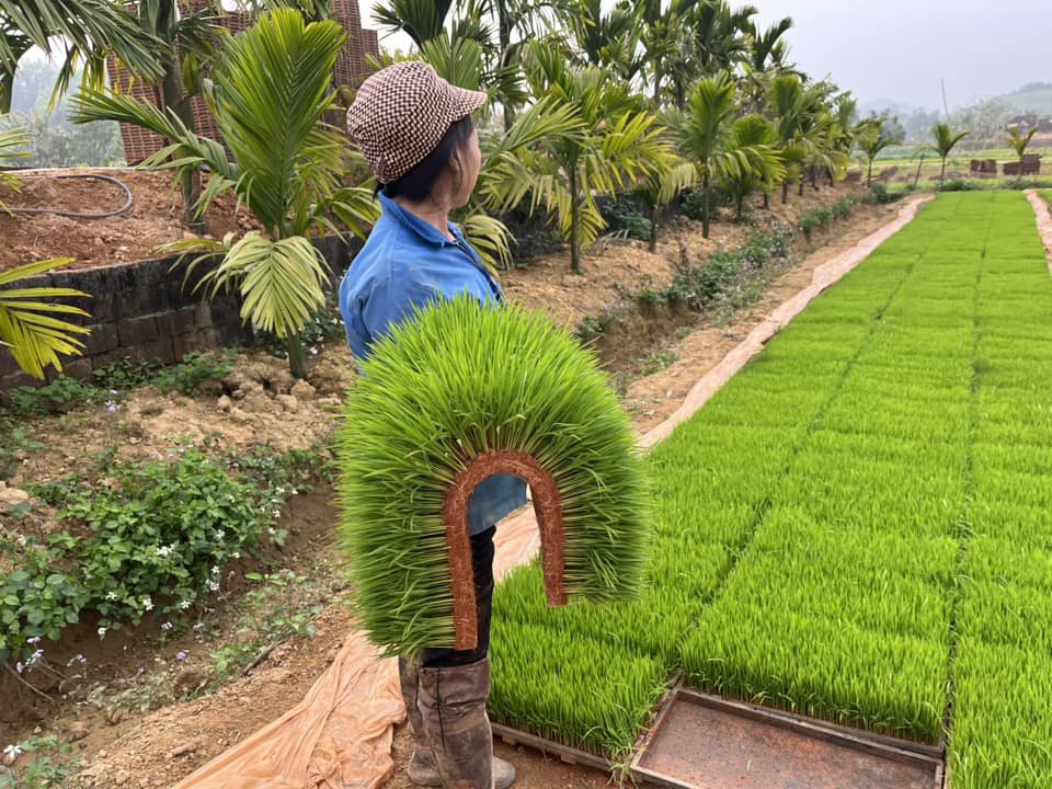 C&ugrave;ng sống xanh số 141: Đam m&ecirc; c&acirc;y l&uacute;a,  - Ảnh 1.