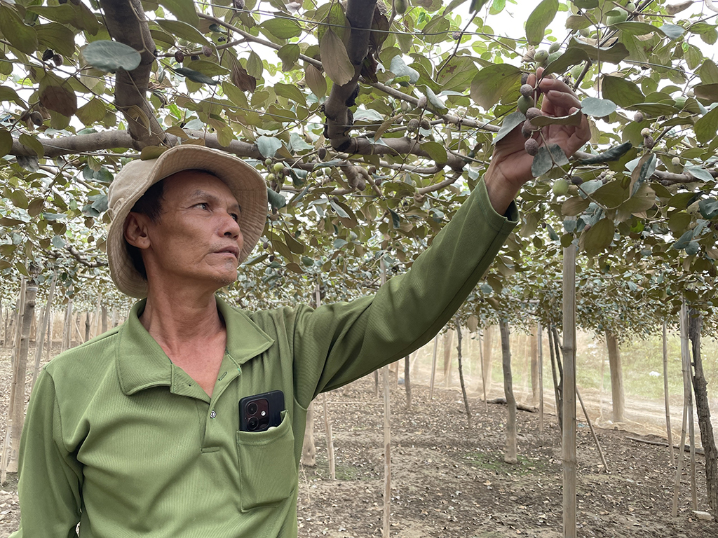 Thủ phủ nho, táo rũ bùn gượng dậy - Ảnh 4.