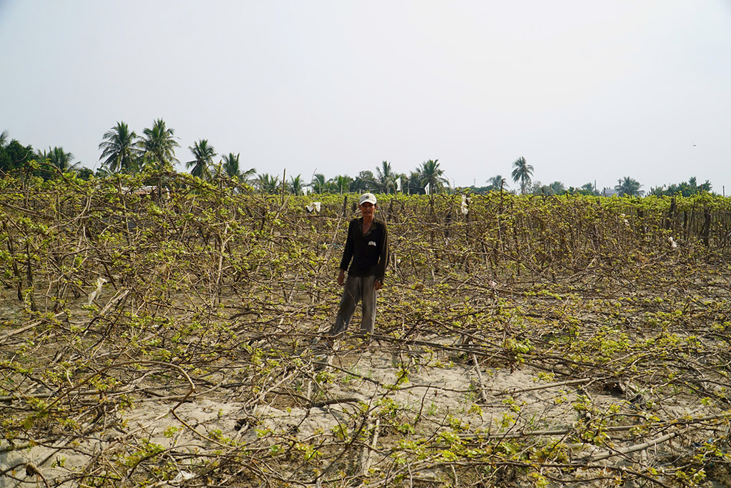 Thủ phủ nho, táo rũ bùn gượng dậy - Ảnh 11.