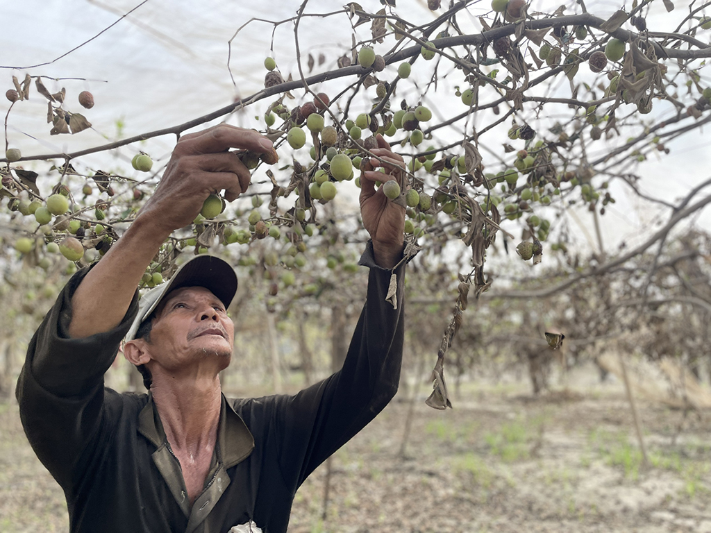 Thủ phủ nho, táo rũ bùn gượng dậy - Ảnh 2.