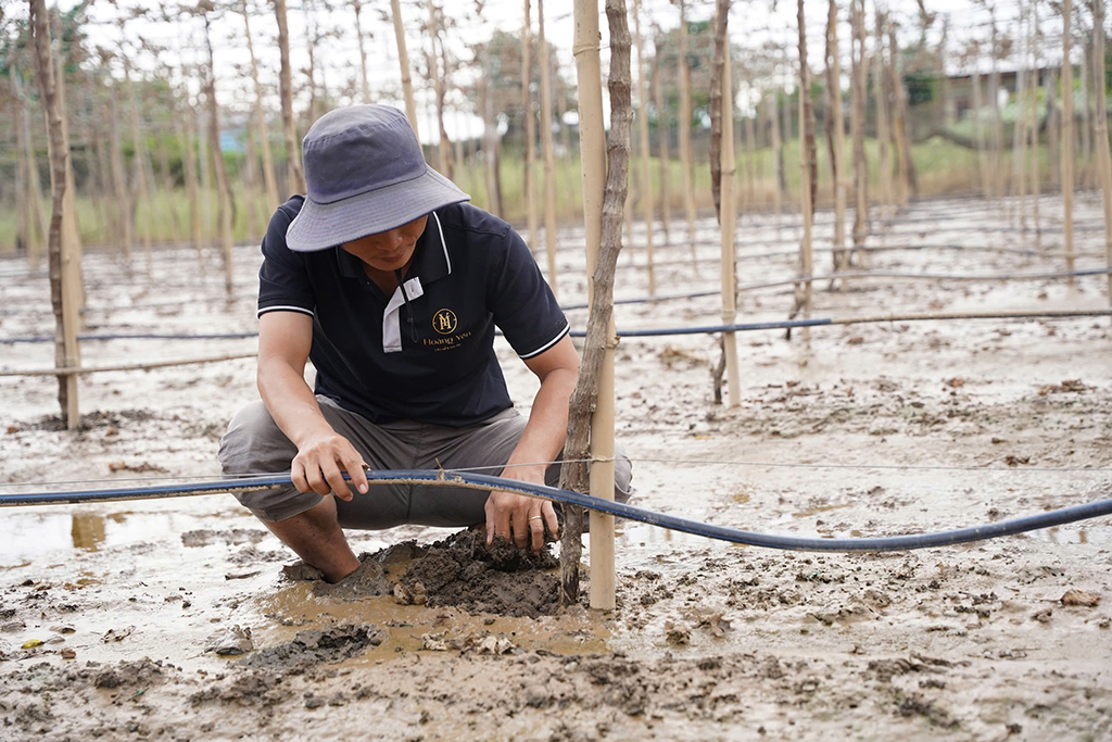 Thủ phủ nho, táo rũ bùn gượng dậy - Ảnh 7.
