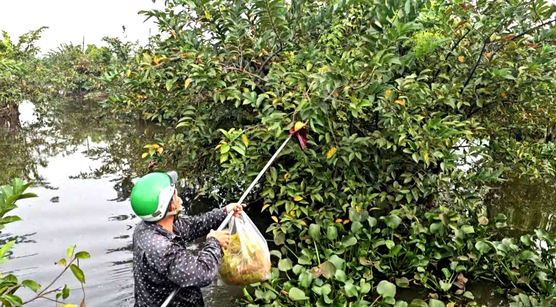 Gian nan nghề hái lộc trời tại Sài Gòn giữa dòng đời hiện đại - Ảnh 7.