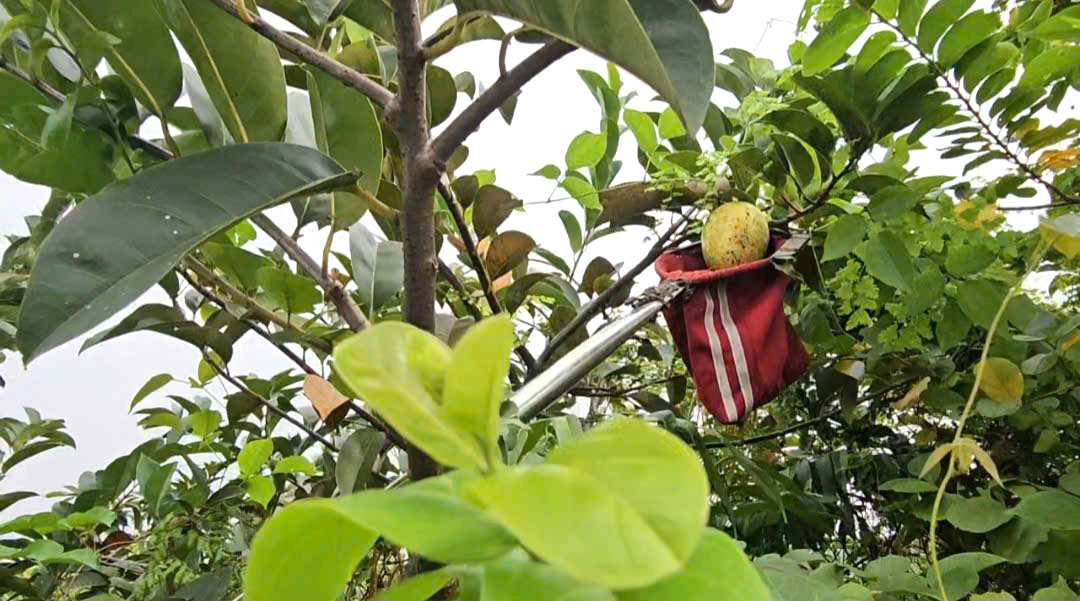 Gian nan nghề hái lộc trời tại Sài Gòn giữa dòng đời hiện đại - Ảnh 4.