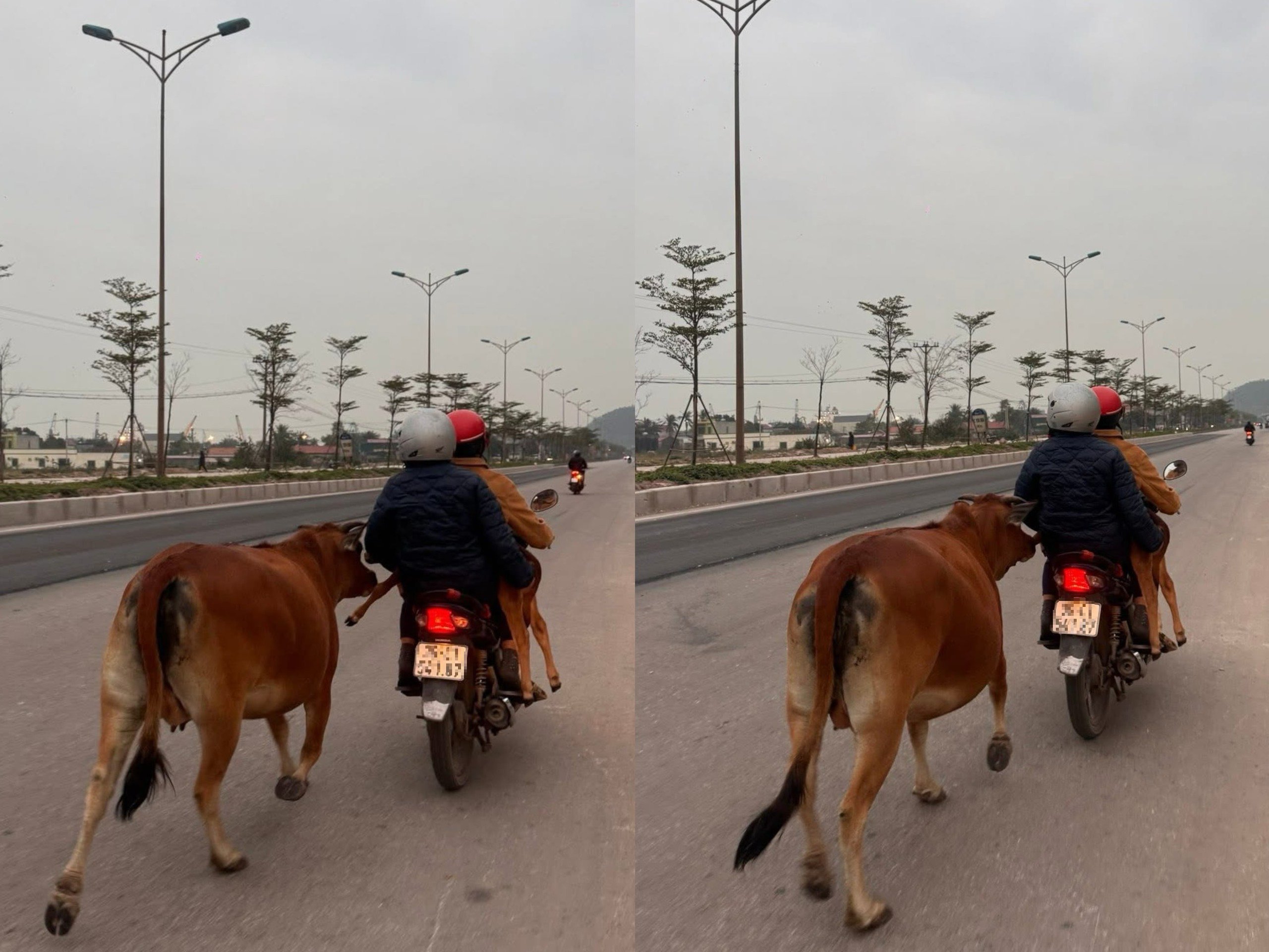 Clip bò mẹ đuổi theo xe máy chở con bê gãy chân khiến nhiều người ngỡ ngàng  - Ảnh 1.