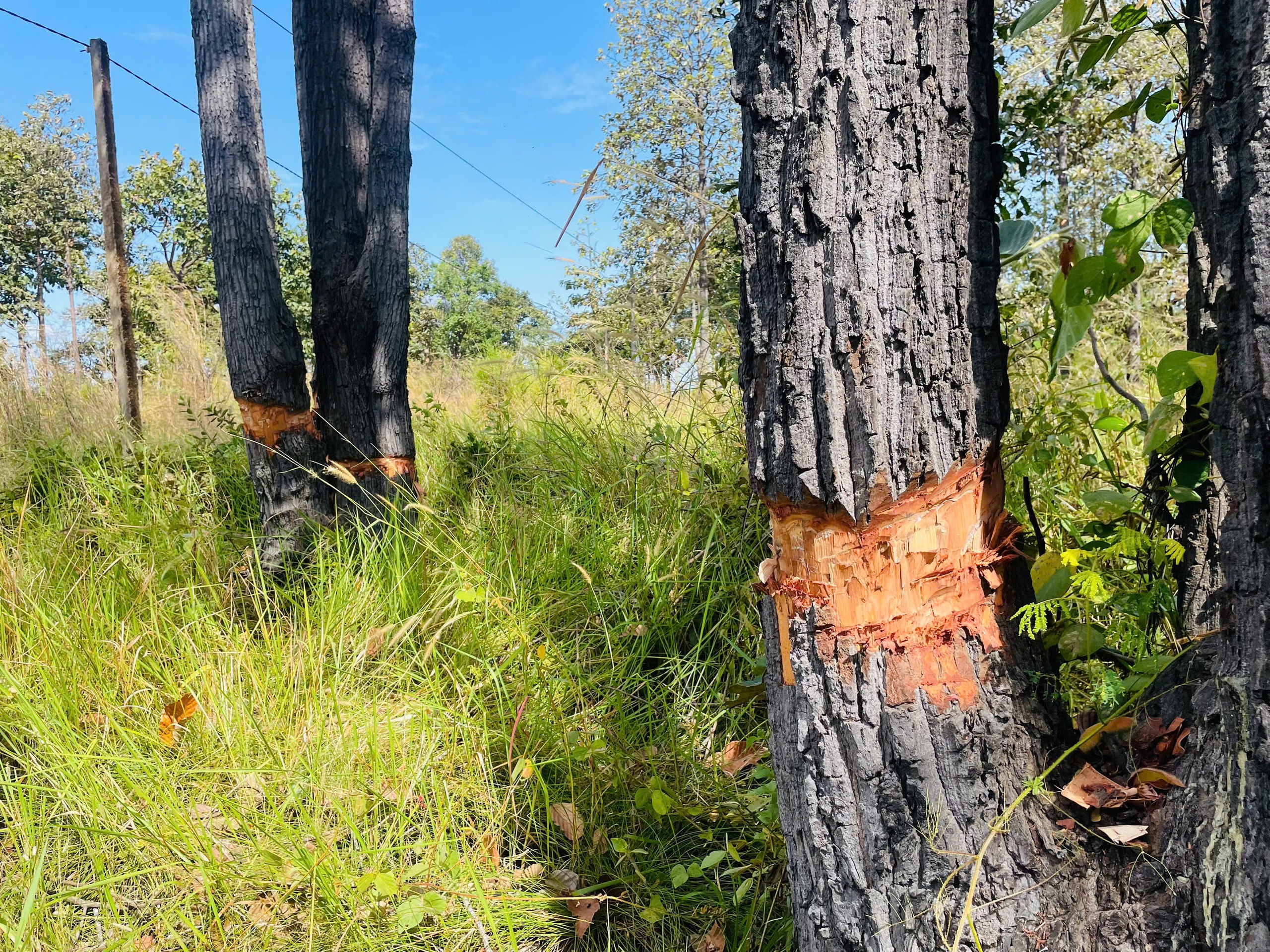 UBND tỉnh Gia Lai chỉ đạo điều tra vụ phá rừng ở Ia Mơ nghiêm trọng - Ảnh 3. UBND tỉnh Gia Lai chỉ đạo điều tra vụ phá rừng ở Ia Mơ nghiêm trọng - Ảnh 3.