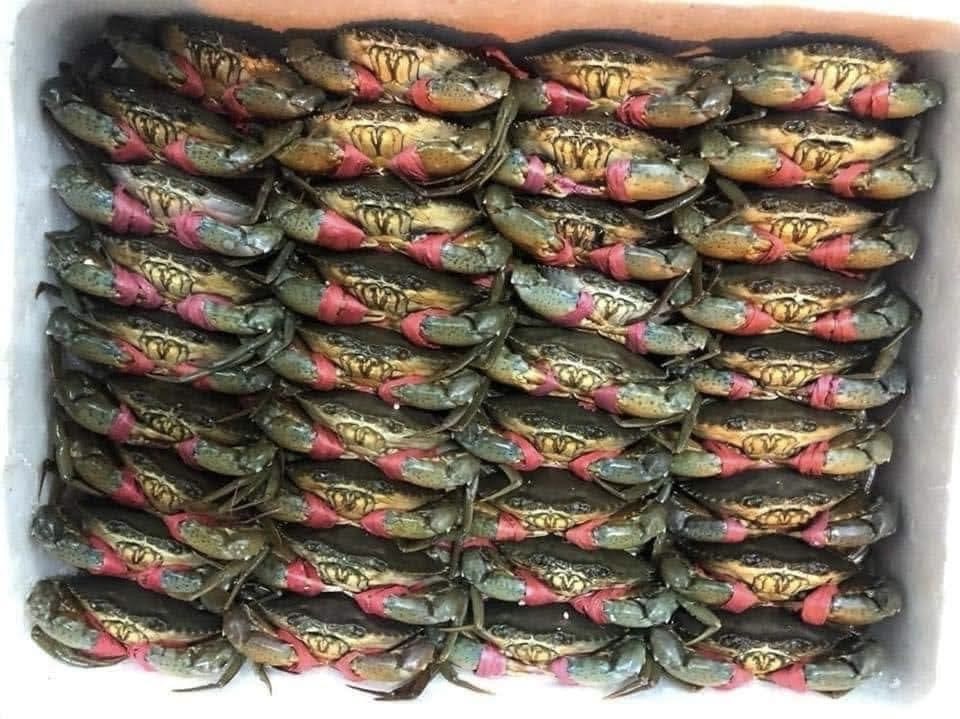 Giá cua Cà Mau tăng mạnh, cao nhất 850.000 đồng mỗi ký trước Tết Dương lịch 

- Ảnh 1.