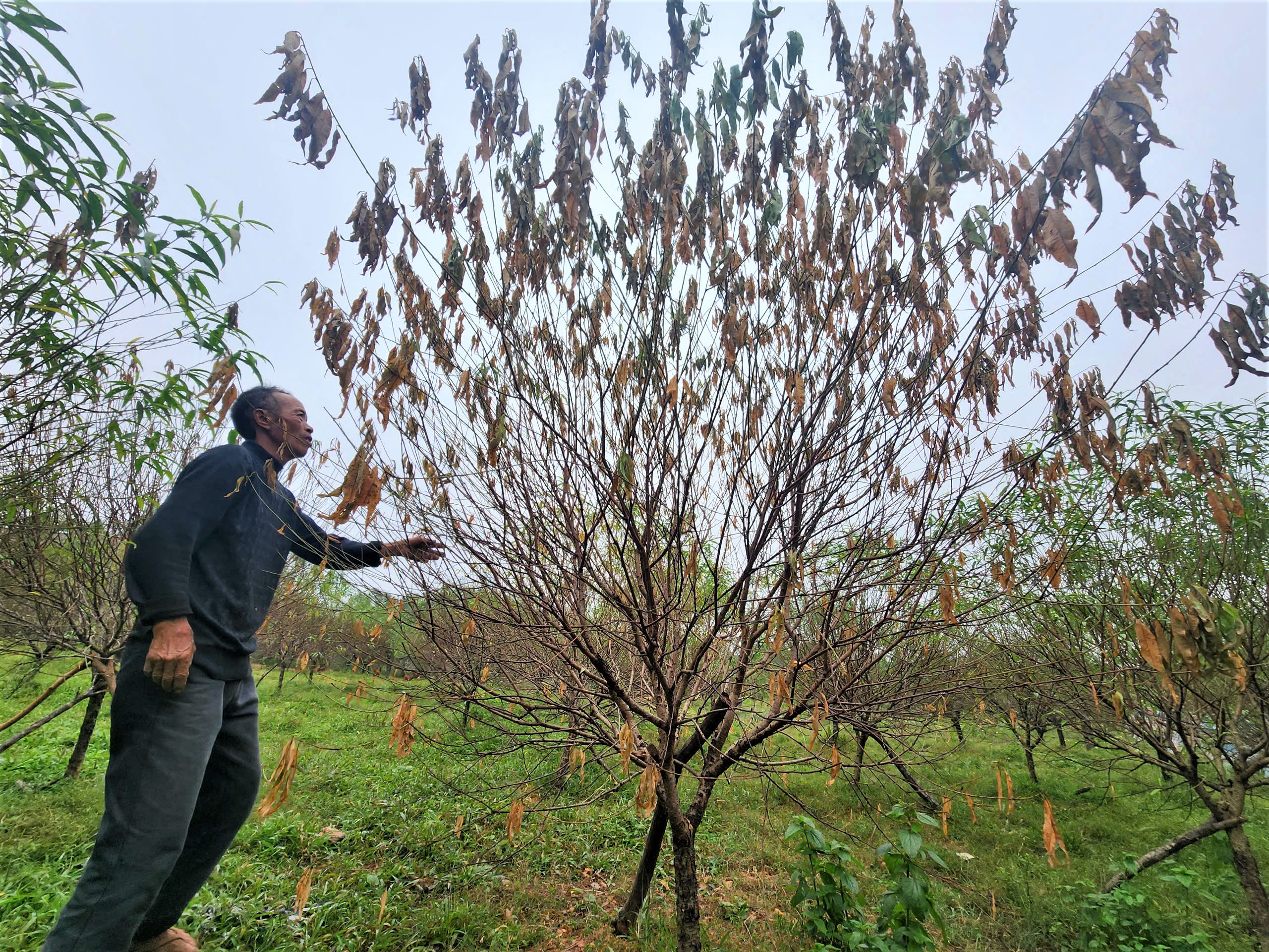 Thủ phủ đào phai ở Hà Tĩnh lo mất tết- Ảnh 2.