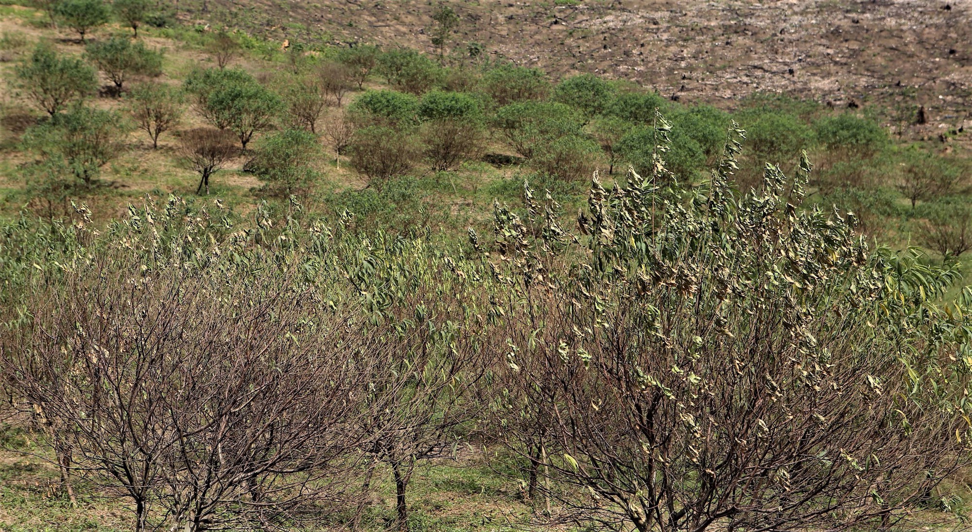 Thủ phủ đào phai ở Hà Tĩnh lo mất tết- Ảnh 3.