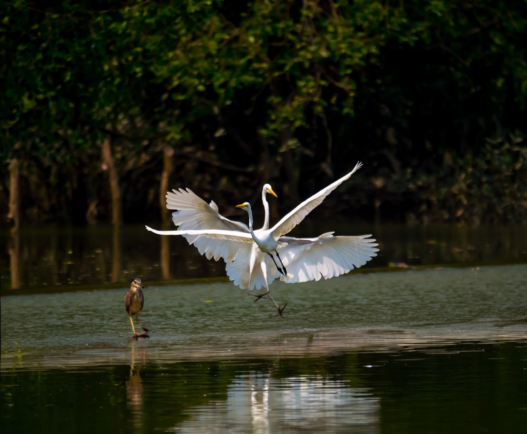 Khoảnh khắc đẹp: Thích thú ngắm chim, cò đớp mồi giữa lòng 'khu nhà giàu' ở TP.HCM - Ảnh 8.