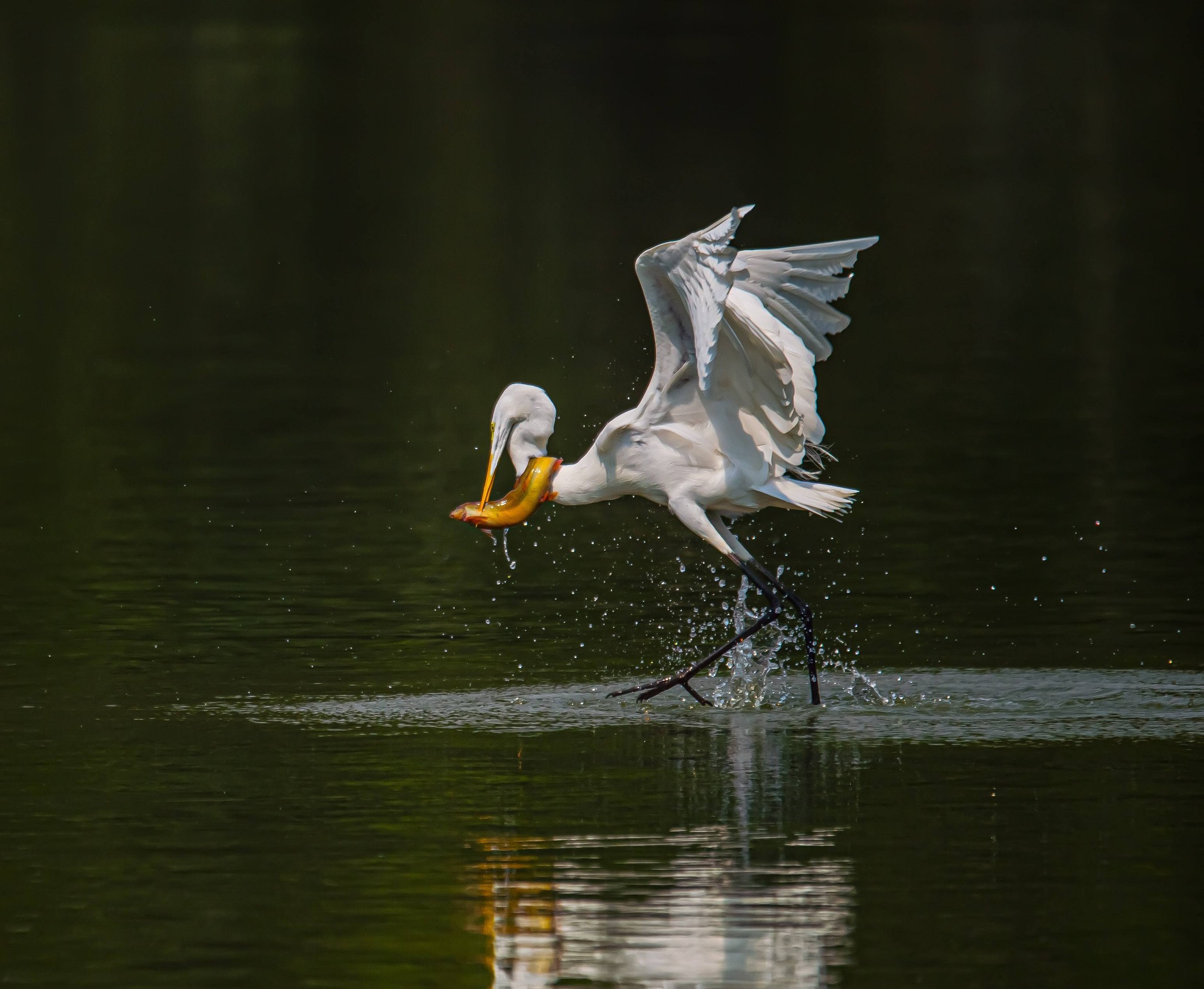 Khoảnh khắc đẹp: Thích thú ngắm chim, cò đớp mồi giữa lòng 'khu nhà giàu' ở TP.HCM - Ảnh 6.