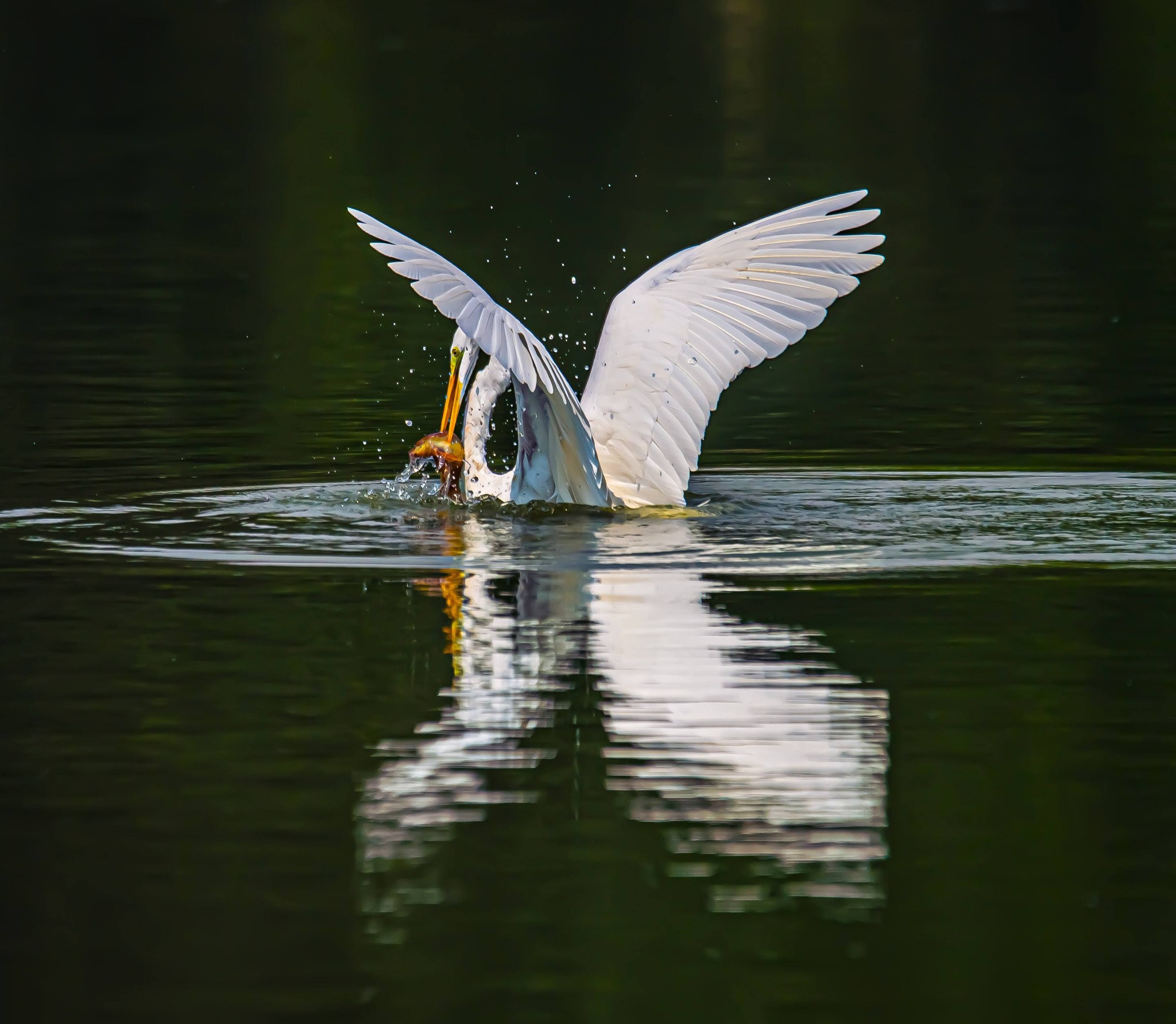 Khoảnh khắc đẹp: Thích thú ngắm chim, cò đớp mồi giữa lòng 'khu nhà giàu' ở TP.HCM - Ảnh 4.