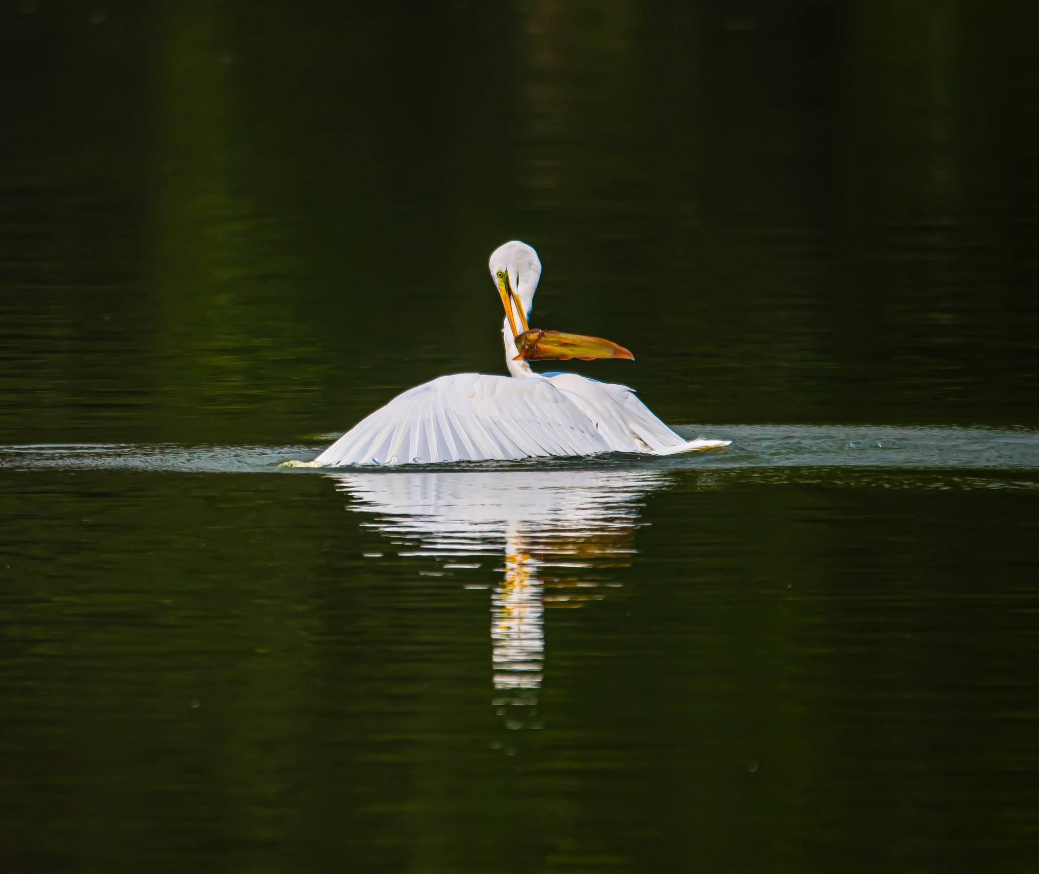 Khoảnh khắc đẹp: Thích thú ngắm chim, cò đớp mồi giữa lòng 'khu nhà giàu' ở TP.HCM - Ảnh 5.