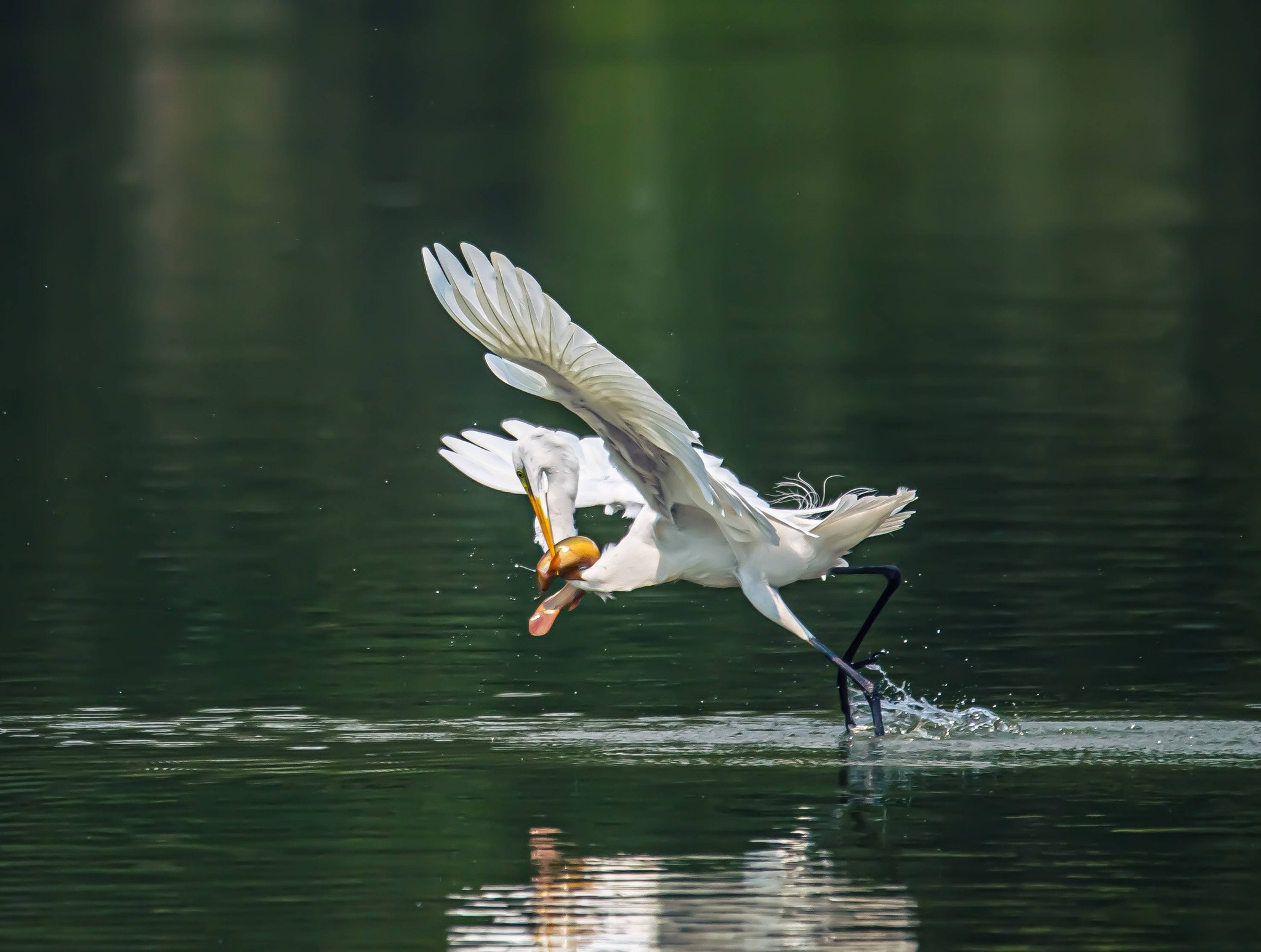 Khoảnh khắc đẹp: Thích thú ngắm chim, cò đớp mồi giữa lòng 'khu nhà giàu' ở TP.HCM - Ảnh 2.