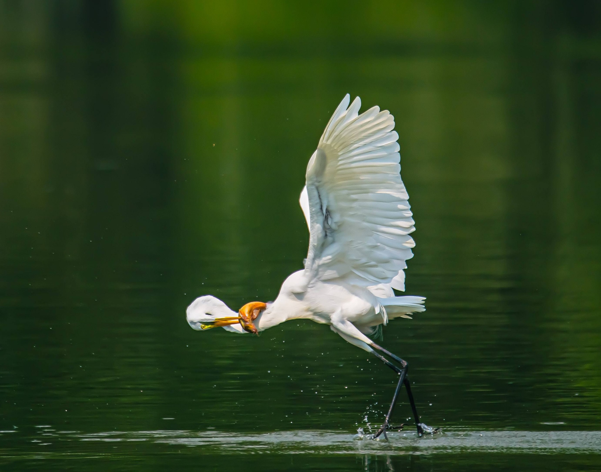 Khoảnh khắc đẹp: Thích thú ngắm chim, cò đớp mồi giữa lòng 'khu nhà giàu' ở TP.HCM - Ảnh 3.