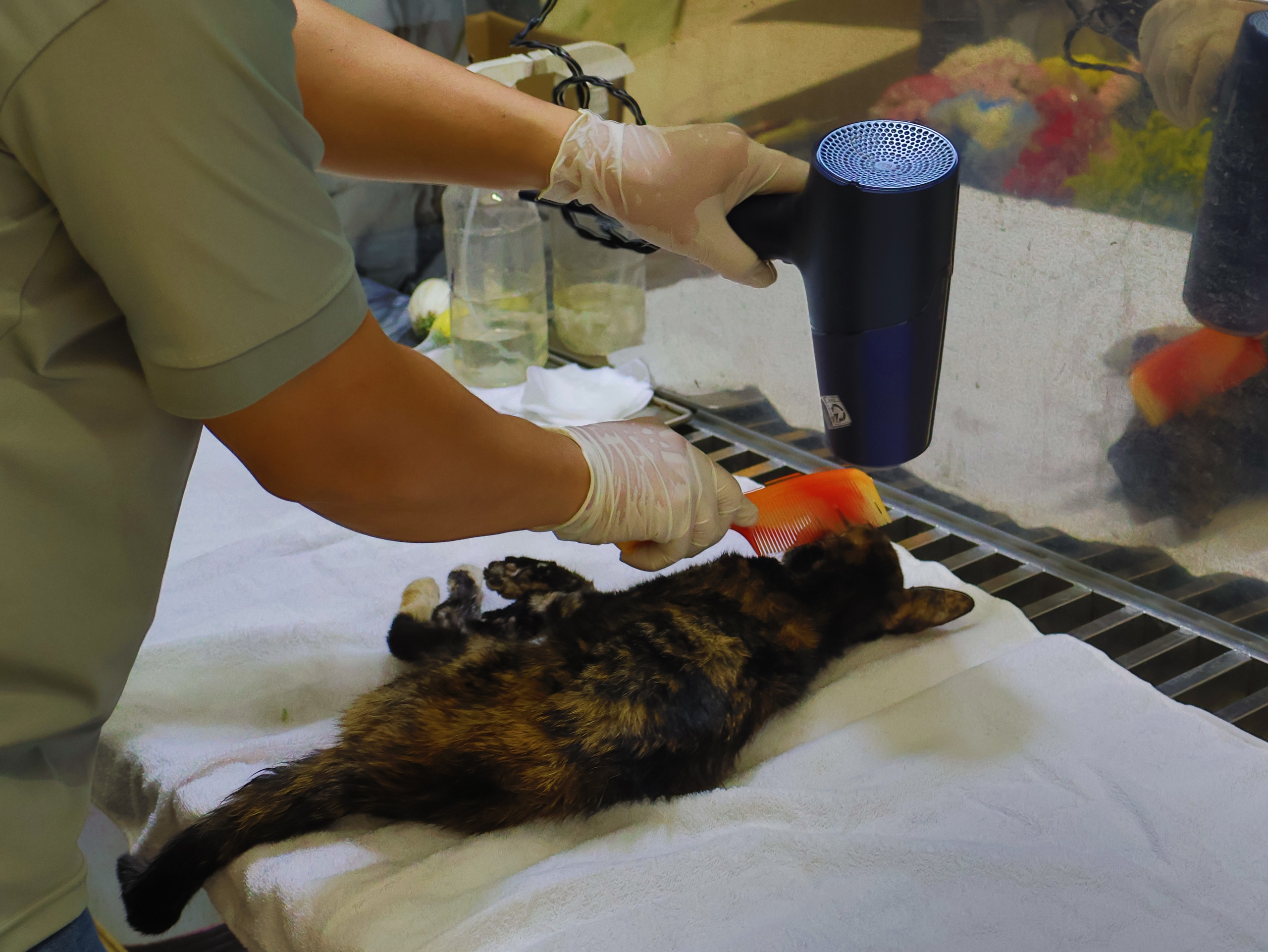 Hỏa táng thú cưng: Sự 'lạnh lùng' cần thiết của anh Quý- Ảnh 3. Hỏa táng thú cưng: Sự 'lạnh lùng' cần thiết của anh Quý- Ảnh 3.