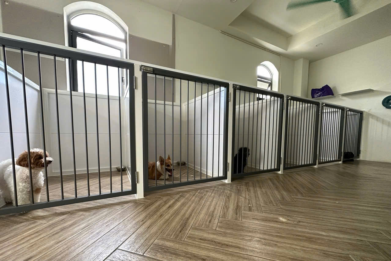 Làm đẹp thú cưng ở TP.HCM: Kiên nhẫn và cả trắc ẩn với khách hàng 4 chân- Ảnh 5. Làm đẹp thú cưng ở TP.HCM: Kiên nhẫn và cả trắc ẩn với khách hàng 4 chân- Ảnh 5.