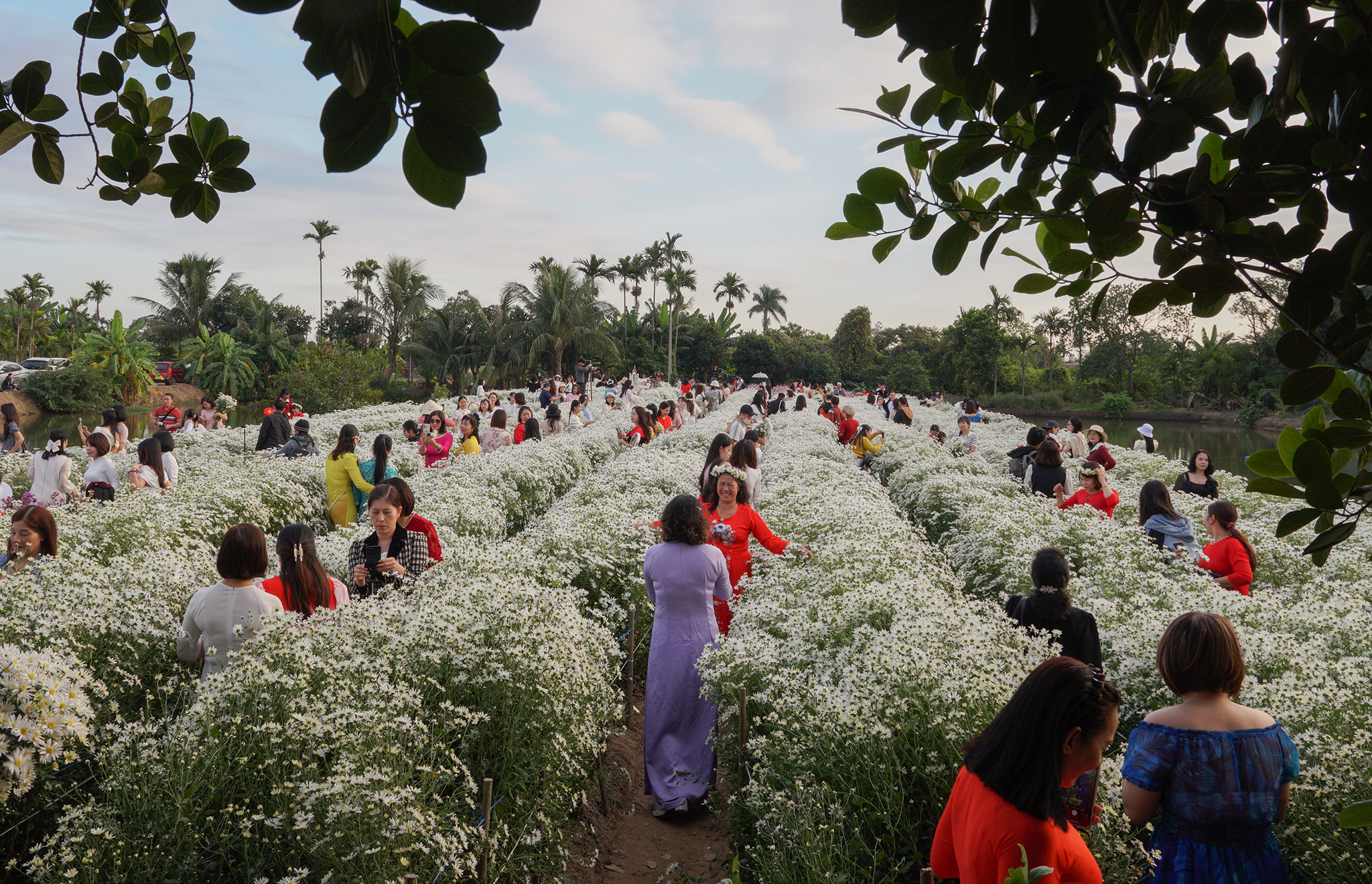 Người Hải Phòng nô nức check-in cúc họa mi - Ảnh 1.