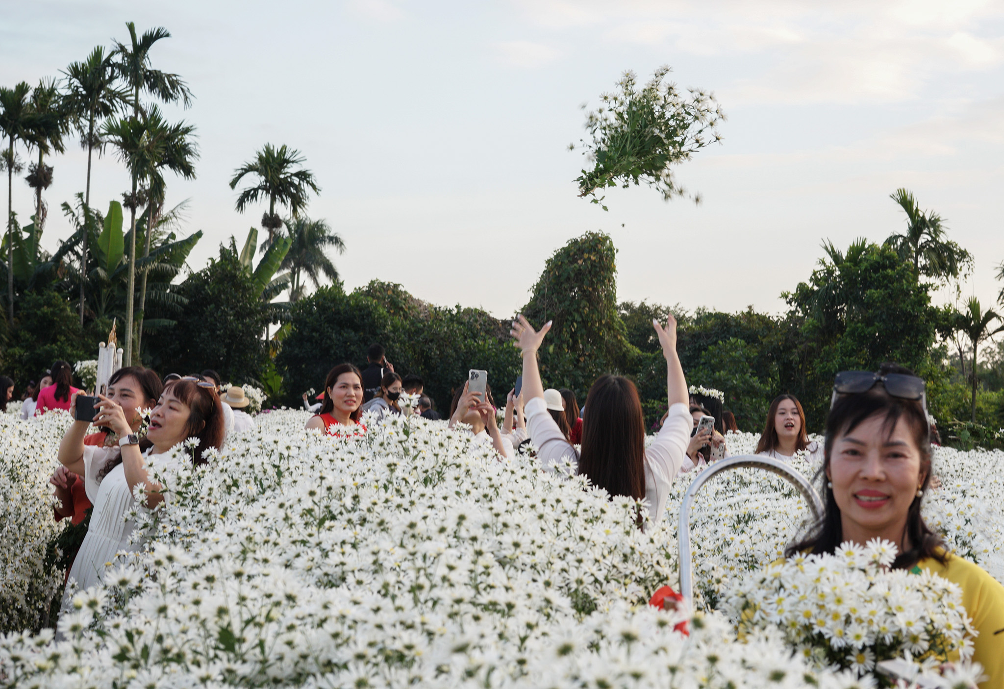 Người Hải Phòng nô nức check-in cúc họa mi - Ảnh 4.