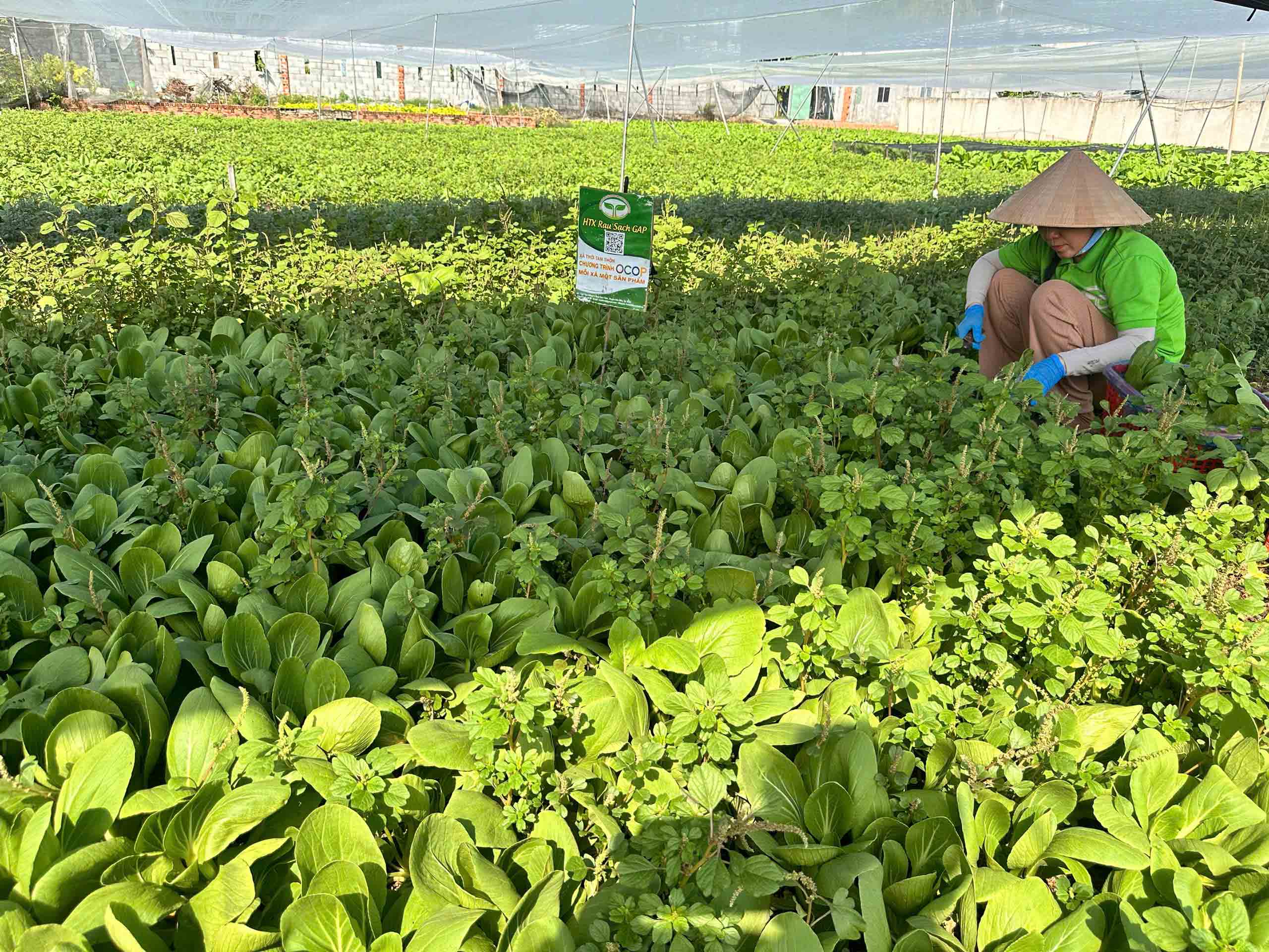 Triết lý làm nông tử tế trong phong trào thi đua yêu nước tại TP . HCM - Ảnh 2.