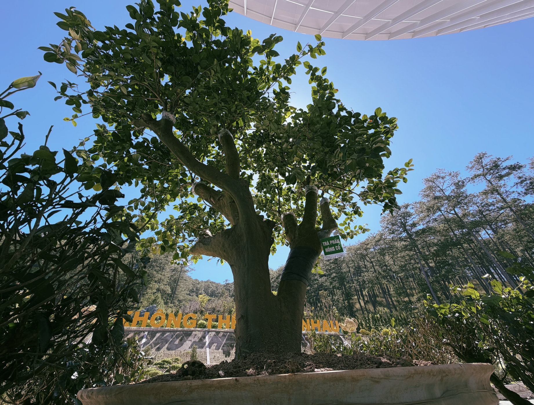 Tìm lại 'căn cước' cho trà Việt- Ảnh 2. Tìm lại 'căn cước' cho trà Việt- Ảnh 2.