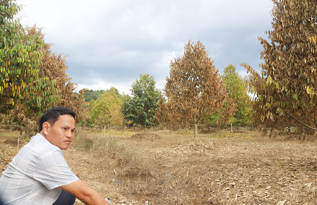 'Thủ phủ' hoa lay ơn tết điêu đứng vì mưa lũ - Ảnh 8.