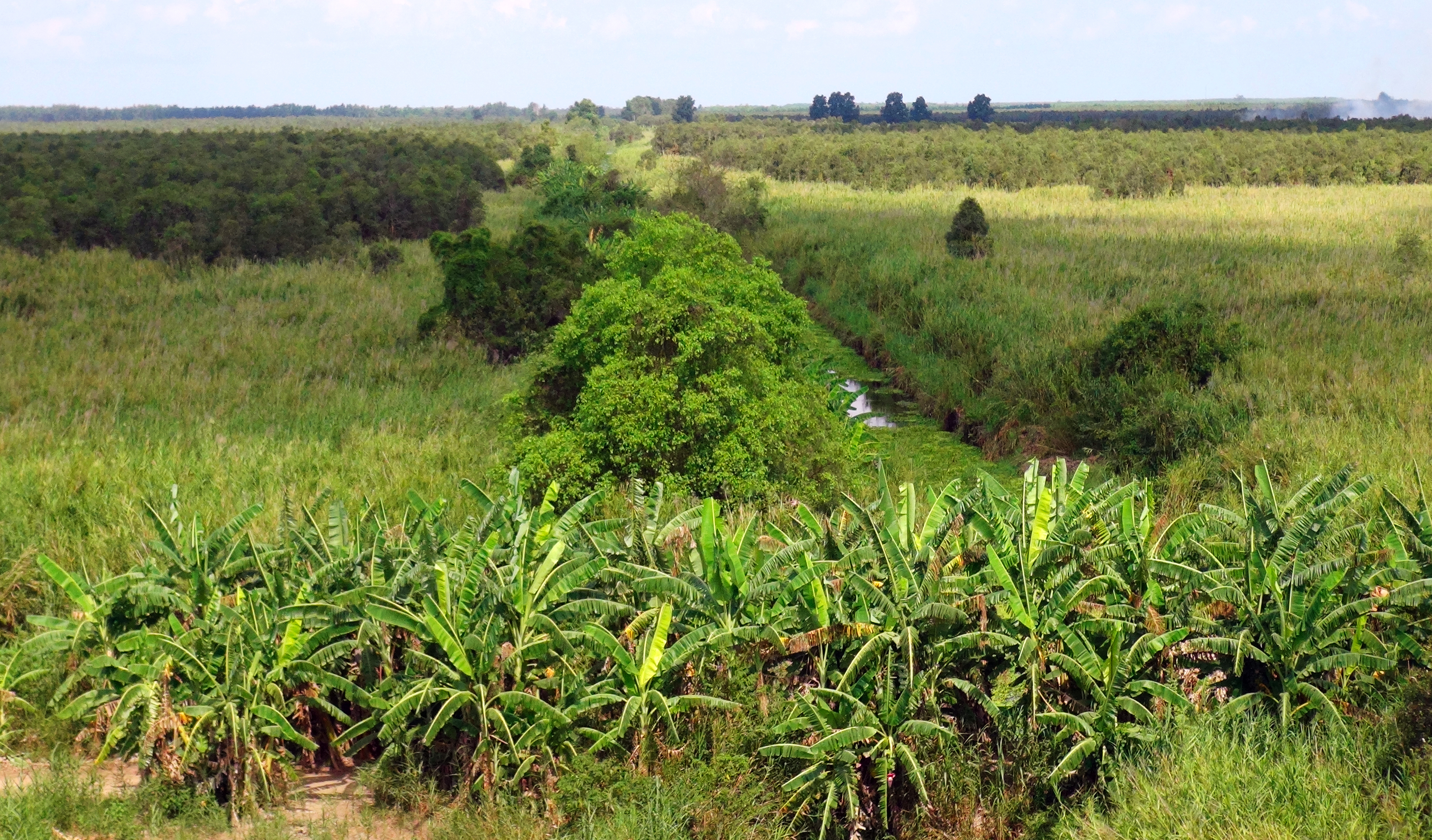 Cà Mau yêu cầu xử lý dứt điểm tình trạng chiếm đất rừng U Minh Hạ  - Ảnh 1.