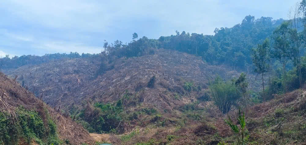 Vụ phá 97 ha rừng ở Gia Lai: Đề nghị kỷ luật rút kinh nghiệm sâu sắc - Ảnh 2.