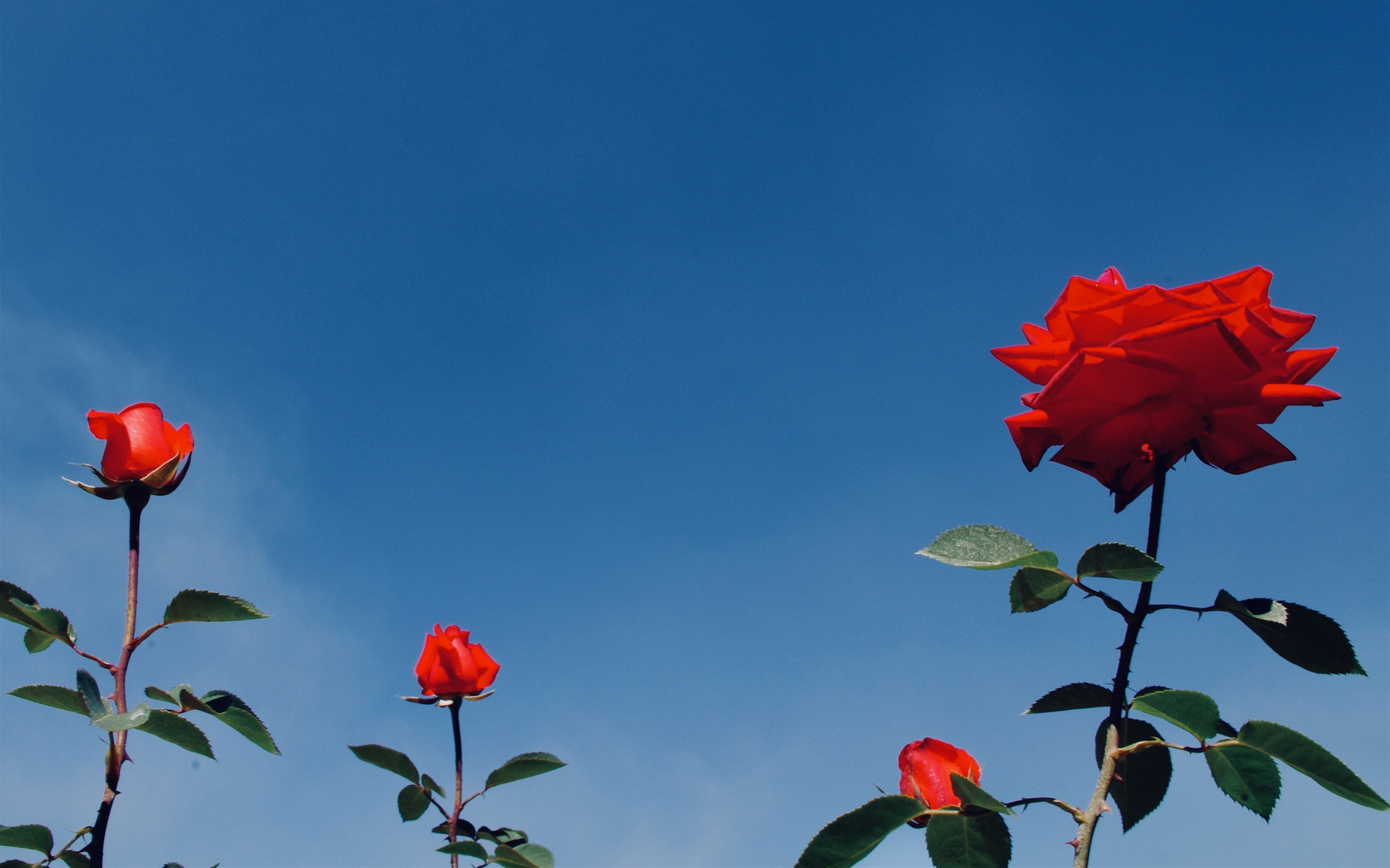 Improvisasi Valentine: Jika cinta masih bergairah…- Foto 1. Ngẫu hứng Valentine: Nếu tình yêu vẫn còn nồng thắm…- Ảnh 1.