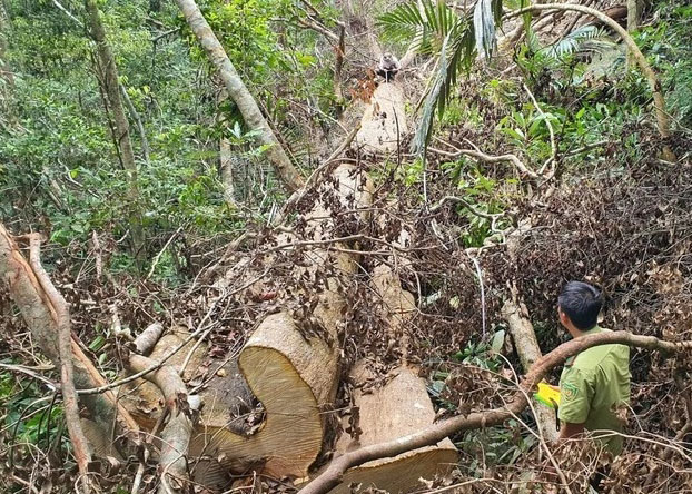 Đắk Lắk: H.M'Đrắk để mất hơn 7.000 ha rừng tự nhiên- Ảnh 1.