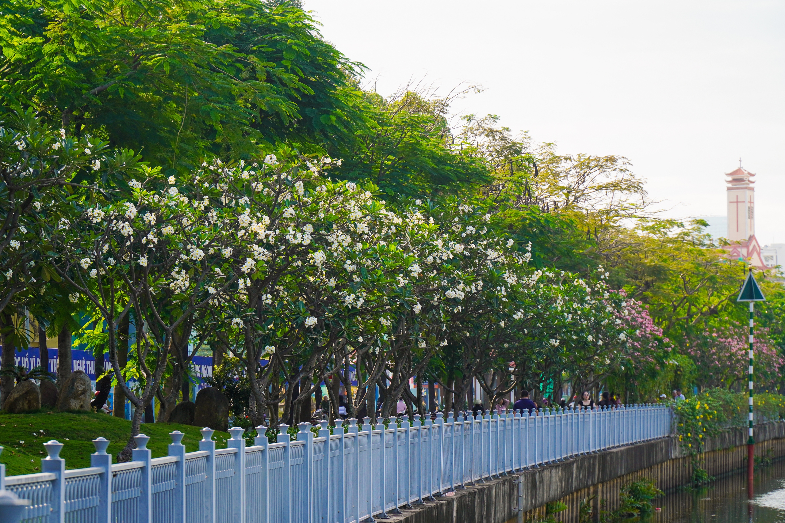 Con đường hoa sứ tuyệt đẹp khiến ai nhìn thấy cũng nao lòng - Ảnh 1.