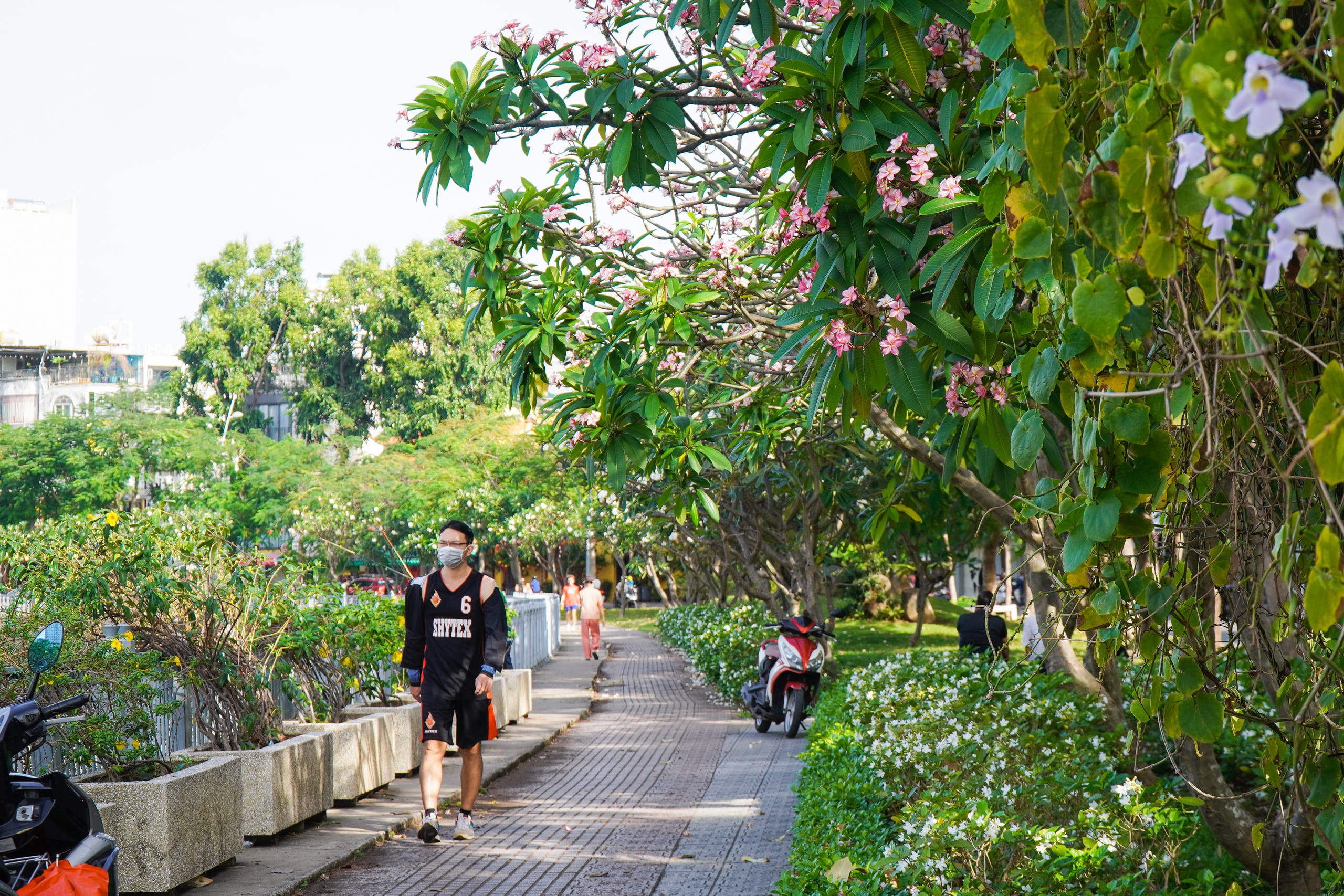 Con đường hoa sứ tuyệt đẹp khiến ai nhìn thấy cũng nao lòng - Ảnh 6.