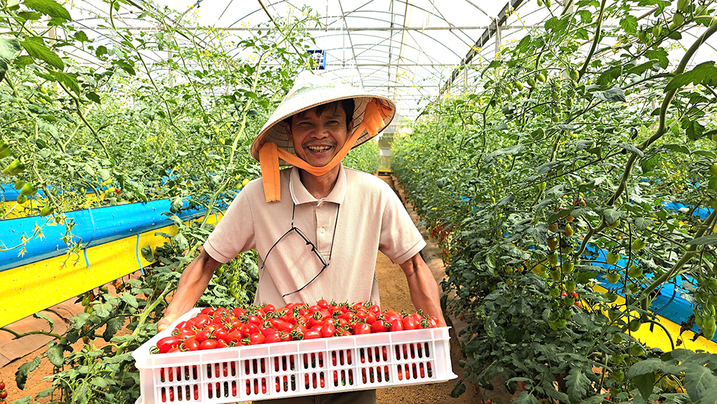 Ứng dụng chuyển đổi số trồng rau xuất khẩu- Ảnh 2. Ứng dụng chuyển đổi số trồng rau xuất khẩu- Ảnh 2.